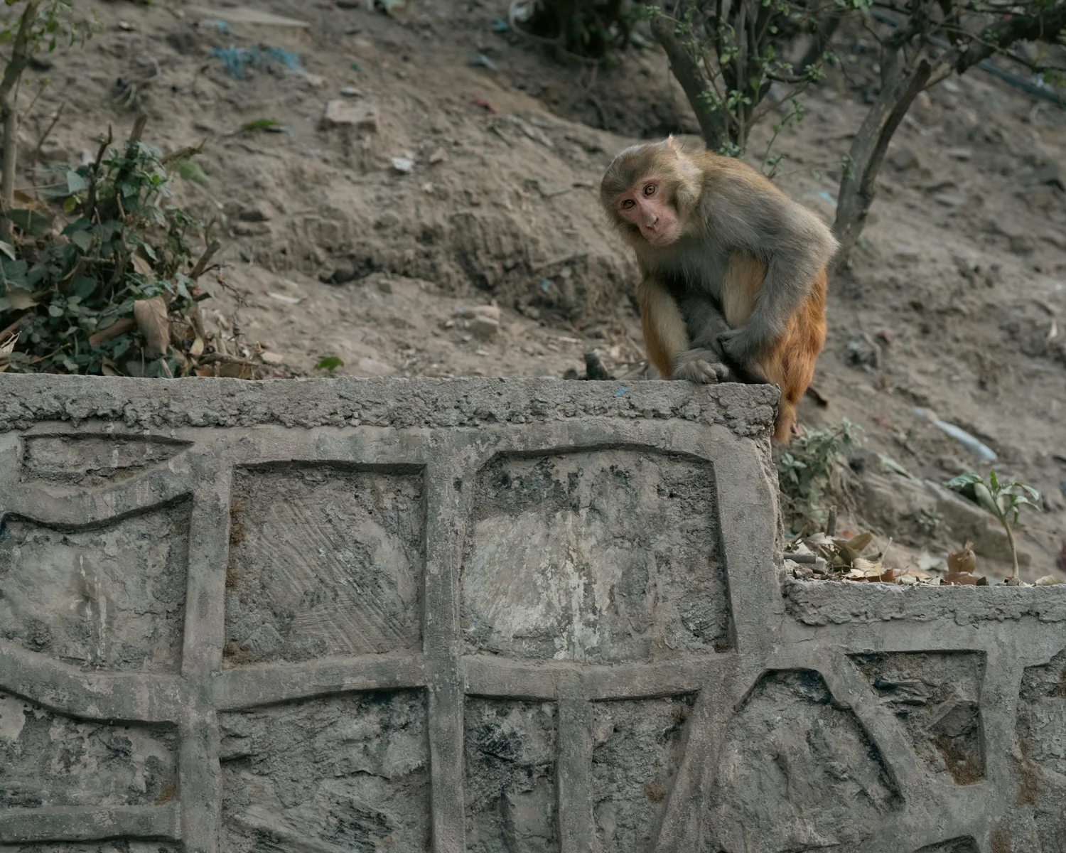 Monkey Temple — Part III — photograph 7