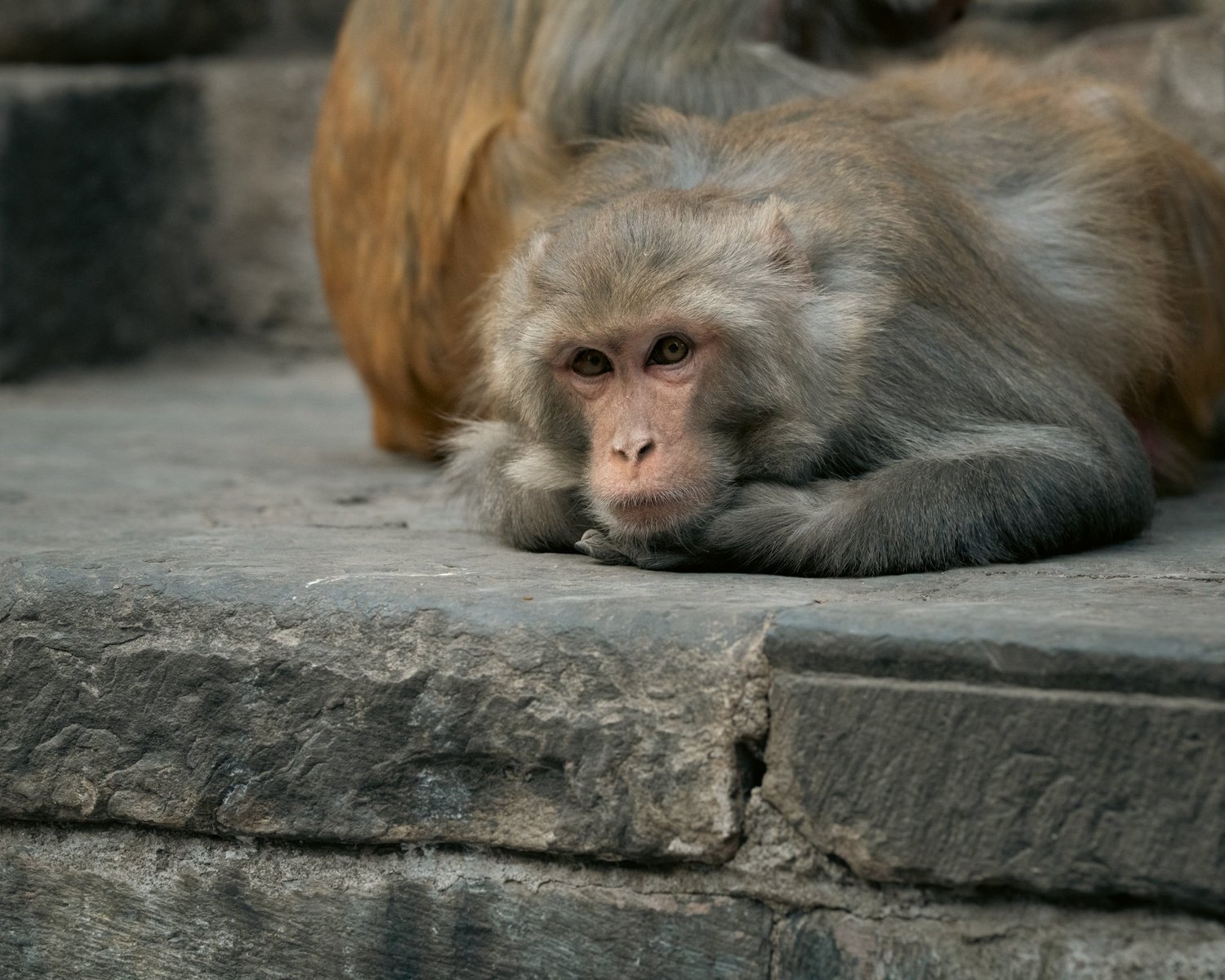 Monkey Temple — Part II — photograph 35