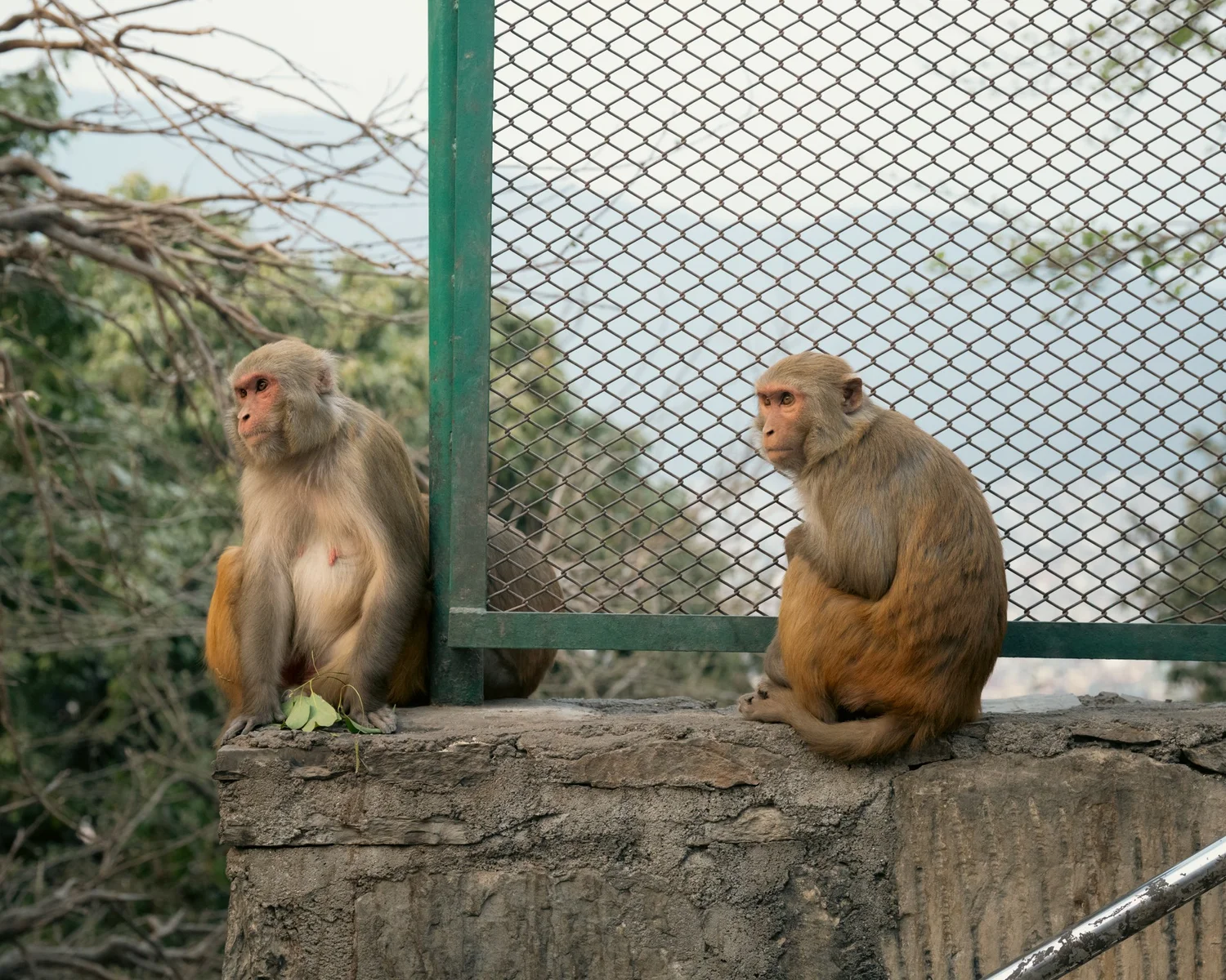 Monkey Temple — Part III — photograph 21