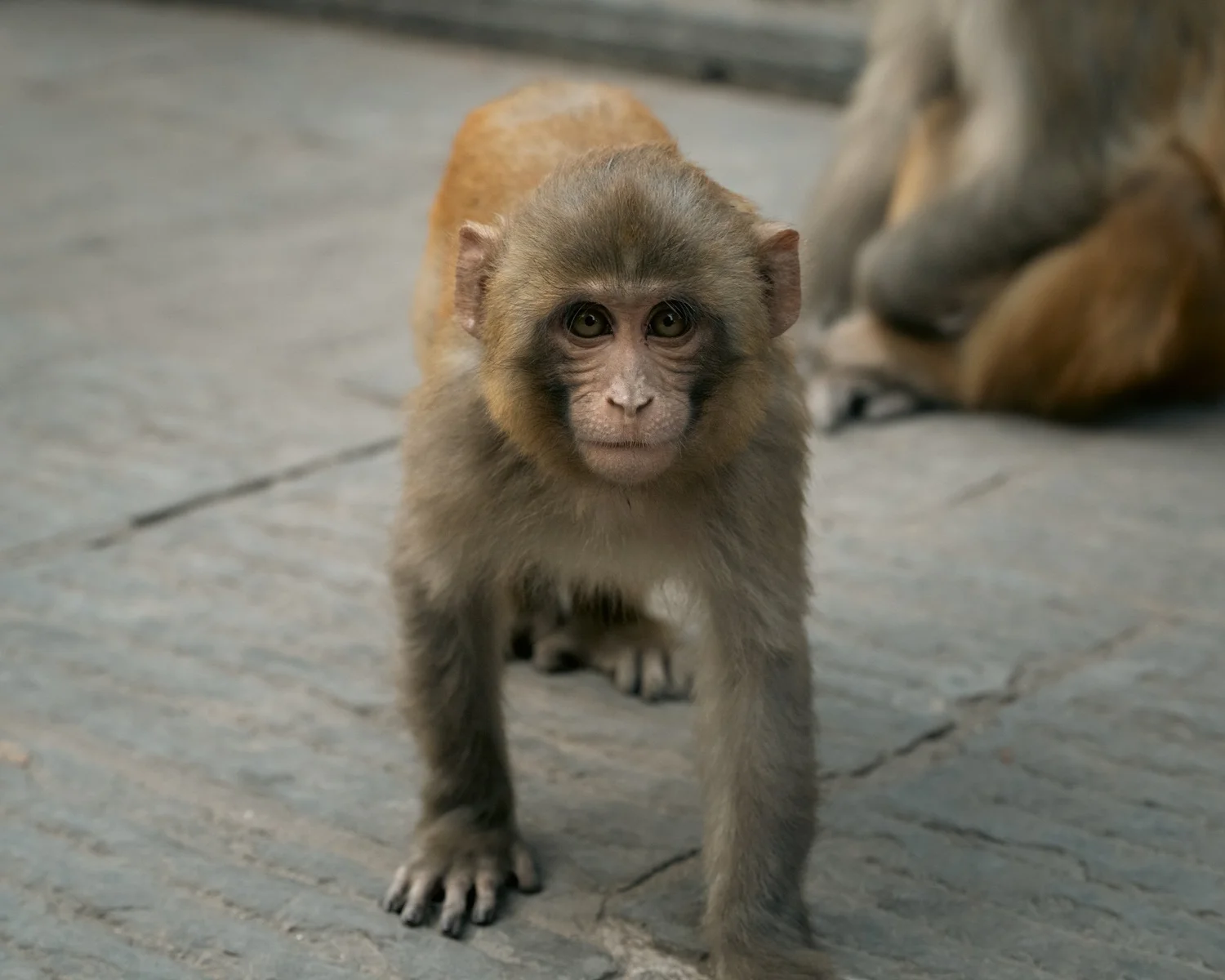 Monkey Temple — Part II — photograph 16