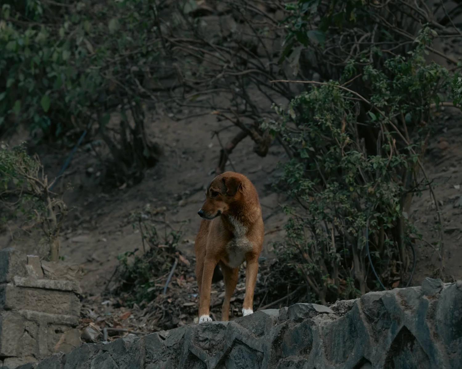 Swayambhu — Wandering dogs — photograph 13