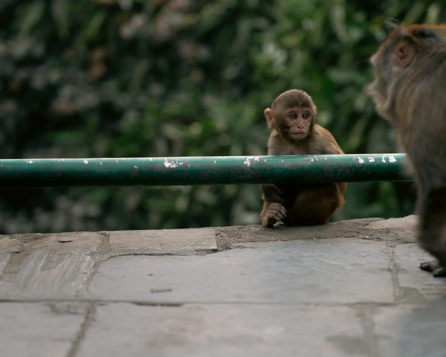 Monkey Temple — Part I — photograph 39