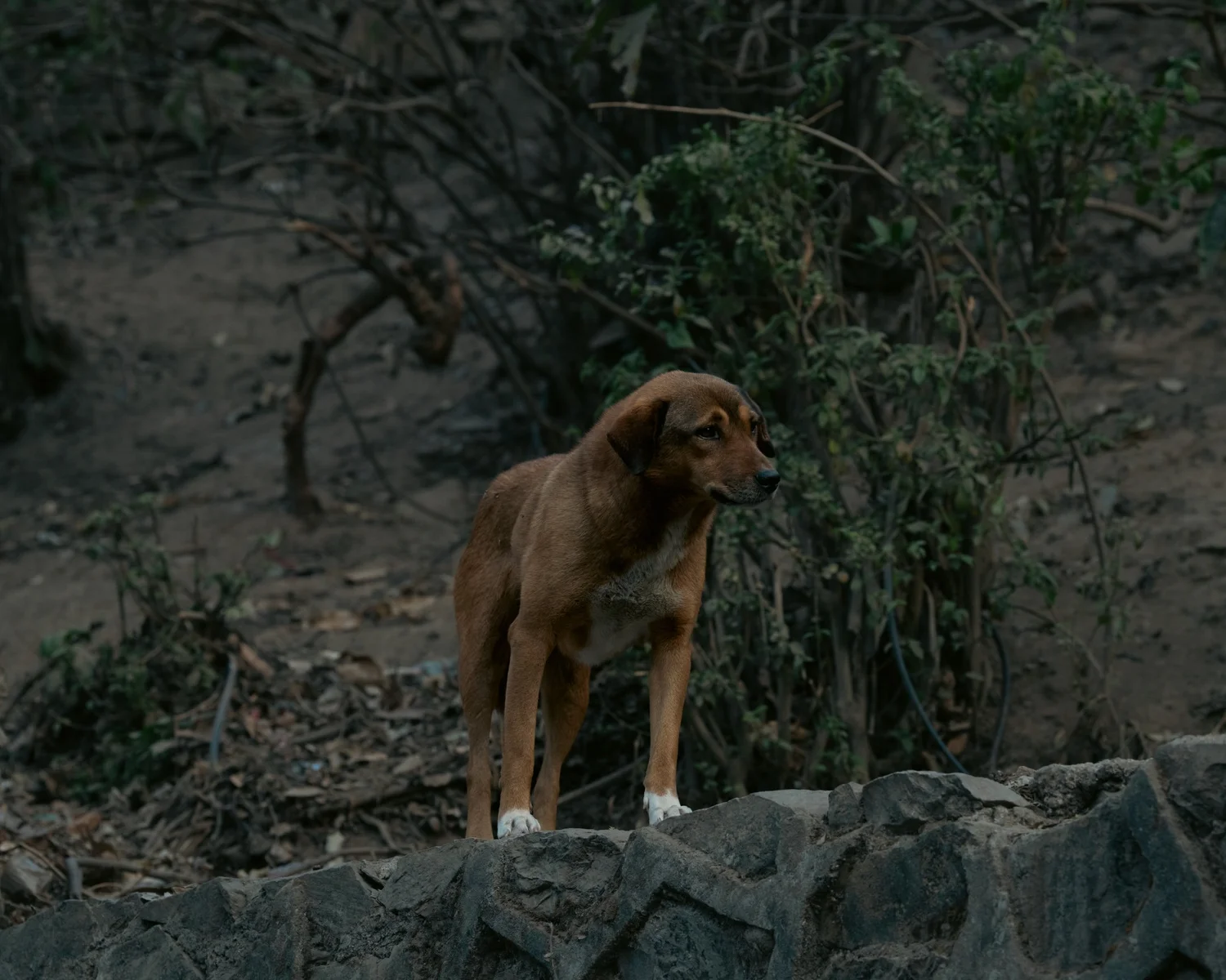 Swayambhu — Wandering dogs — photograph 14