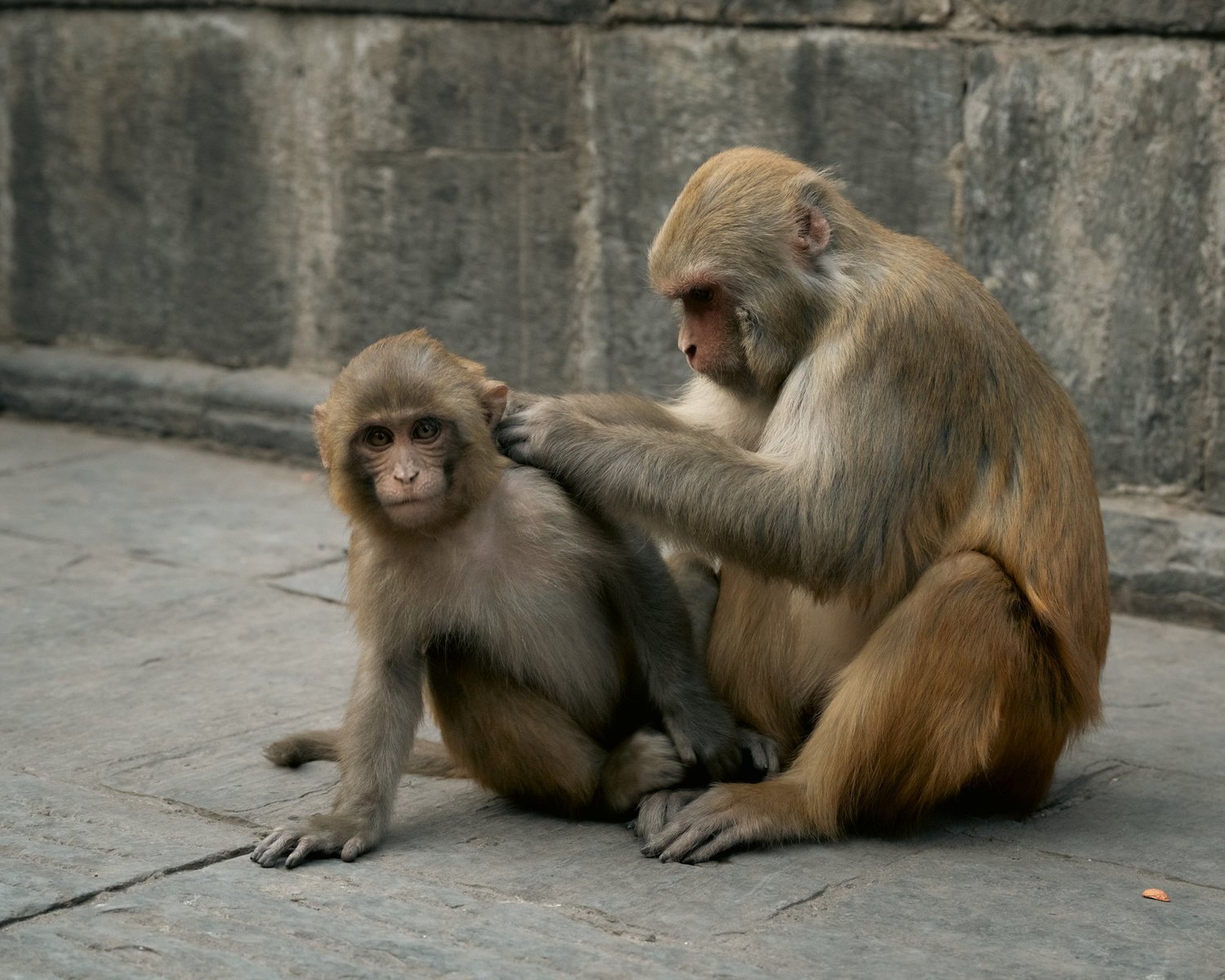 Monkey Temple — Part II — photograph 14