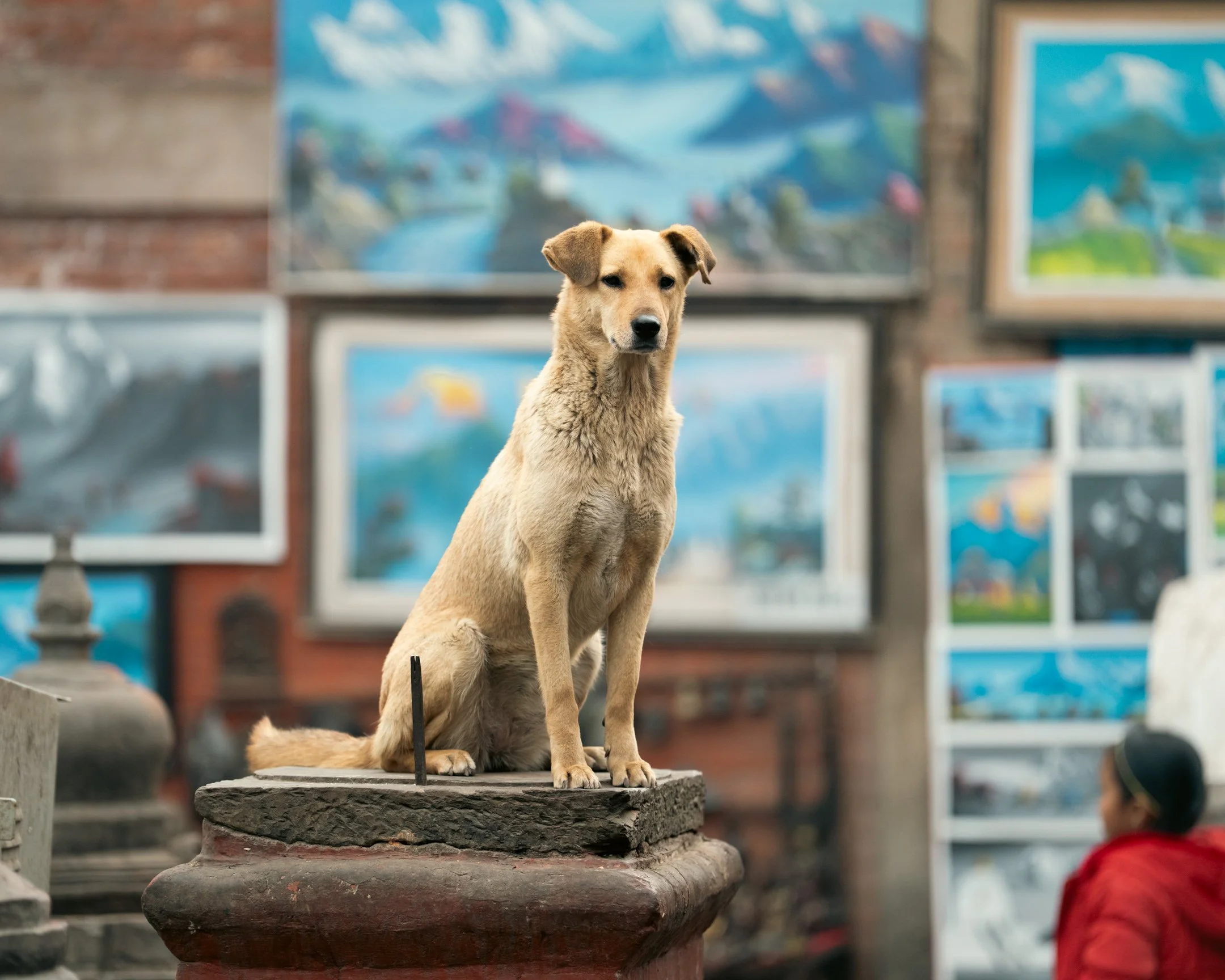 Swayambhu | Wandering Dogs