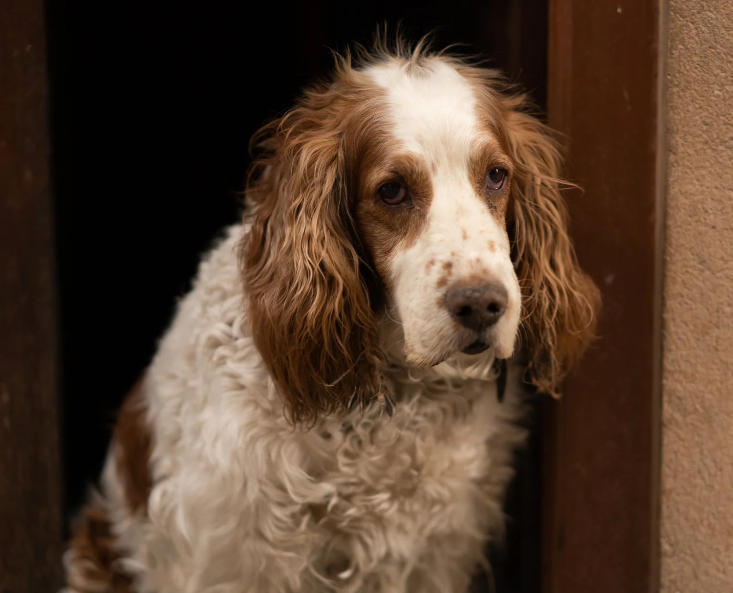Animals — photograph 7