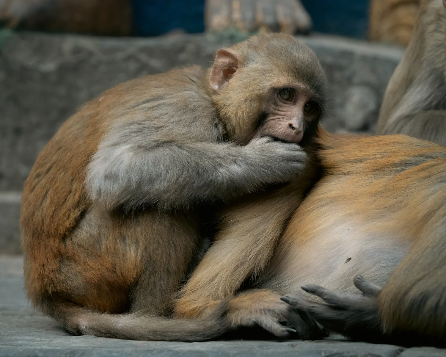 Monkey Temple — Part II — photograph 34