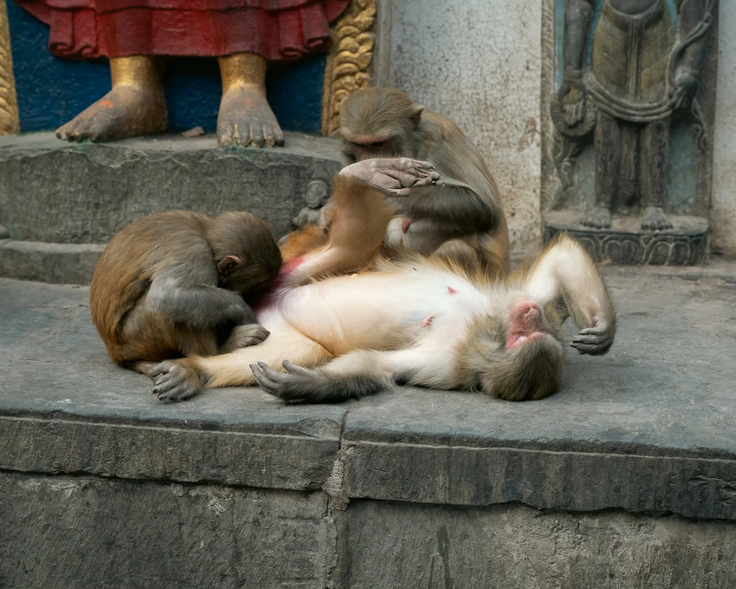 Monkey Temple — Part II — photograph 39