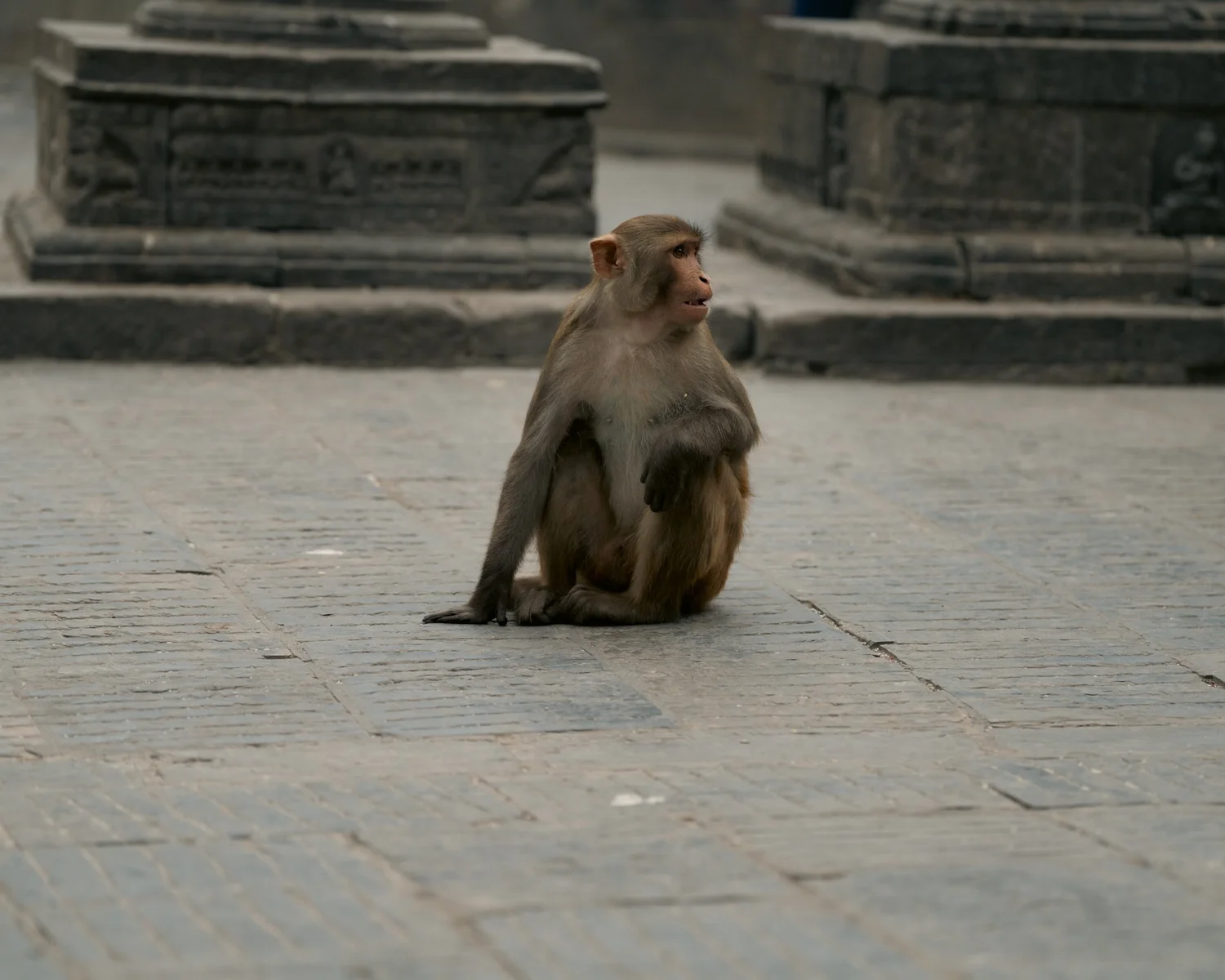 Monkey Temple — Part I — photograph 12