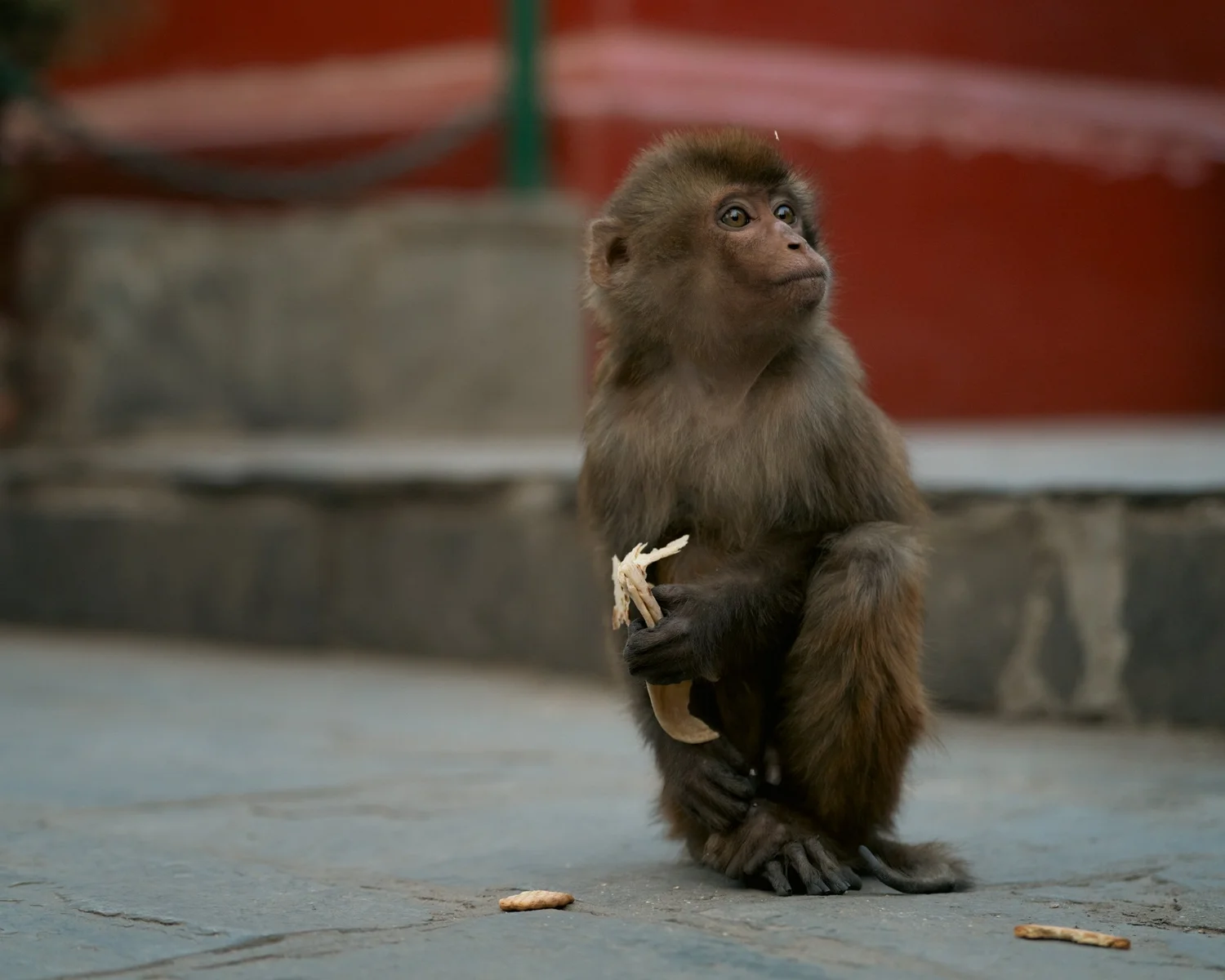 Monkey Temple — Part I — photograph 42
