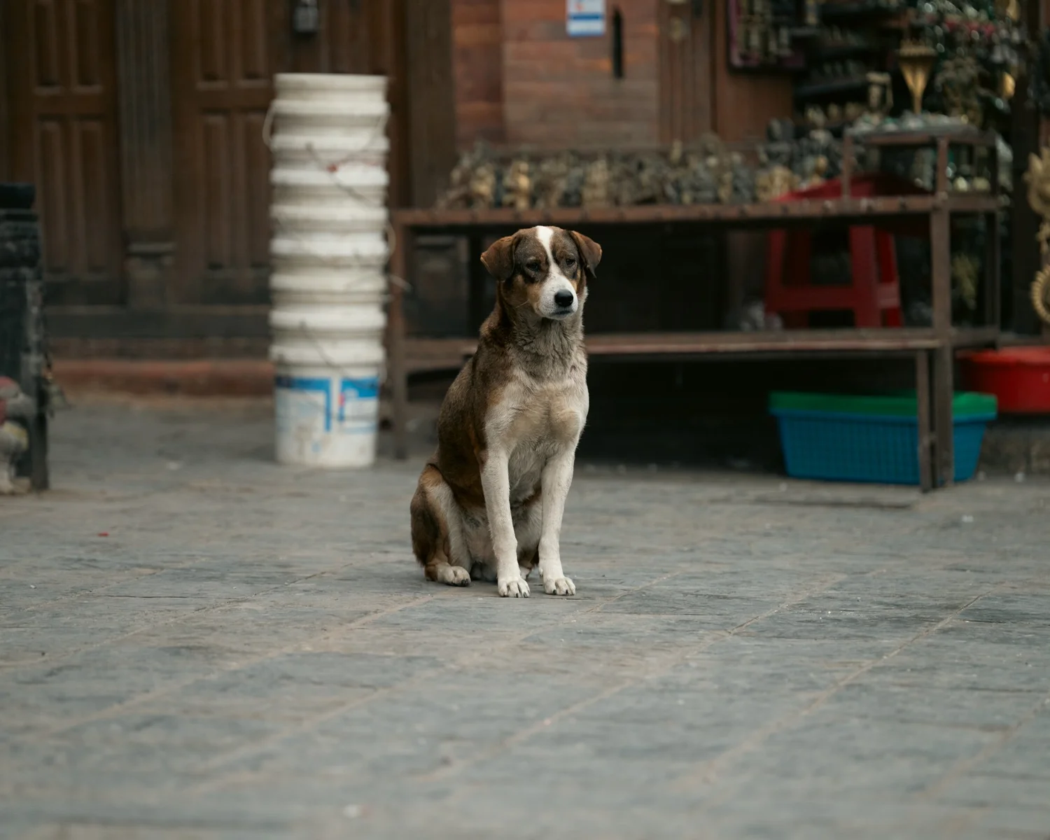 Swayambhu — Wandering dogs — photograph 28
