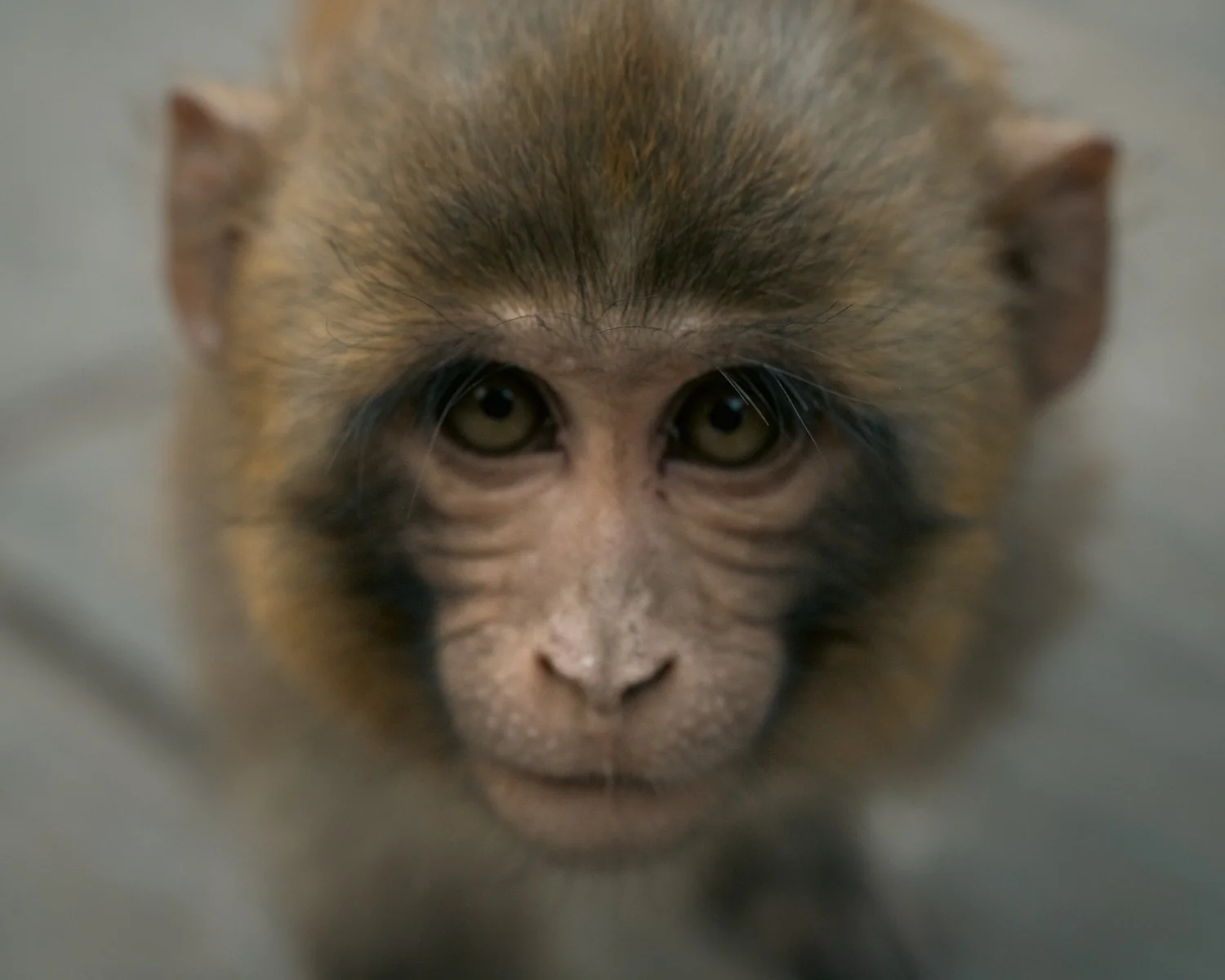 Monkey Temple — Part II — photograph 24