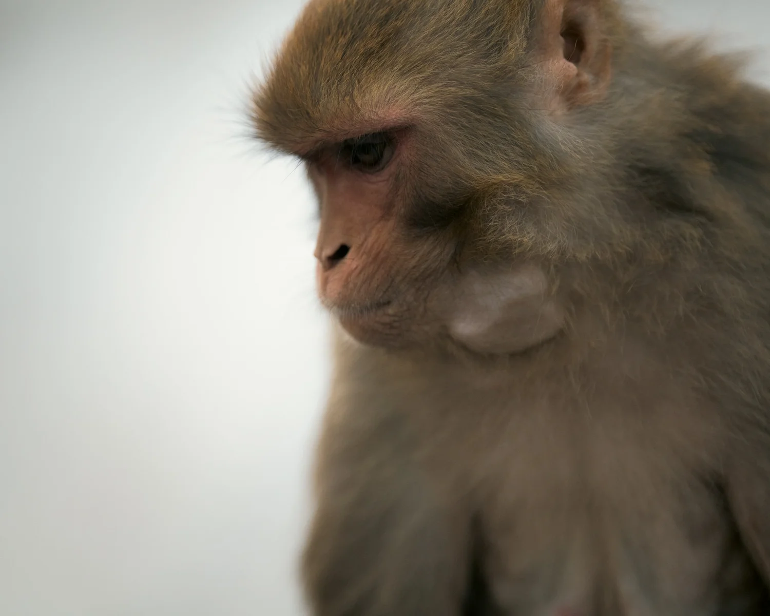 Monkey Temple — Part I — photograph 15