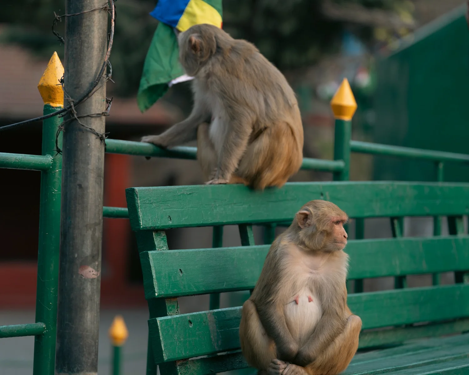 Monkey Temple — Part III — photograph 16