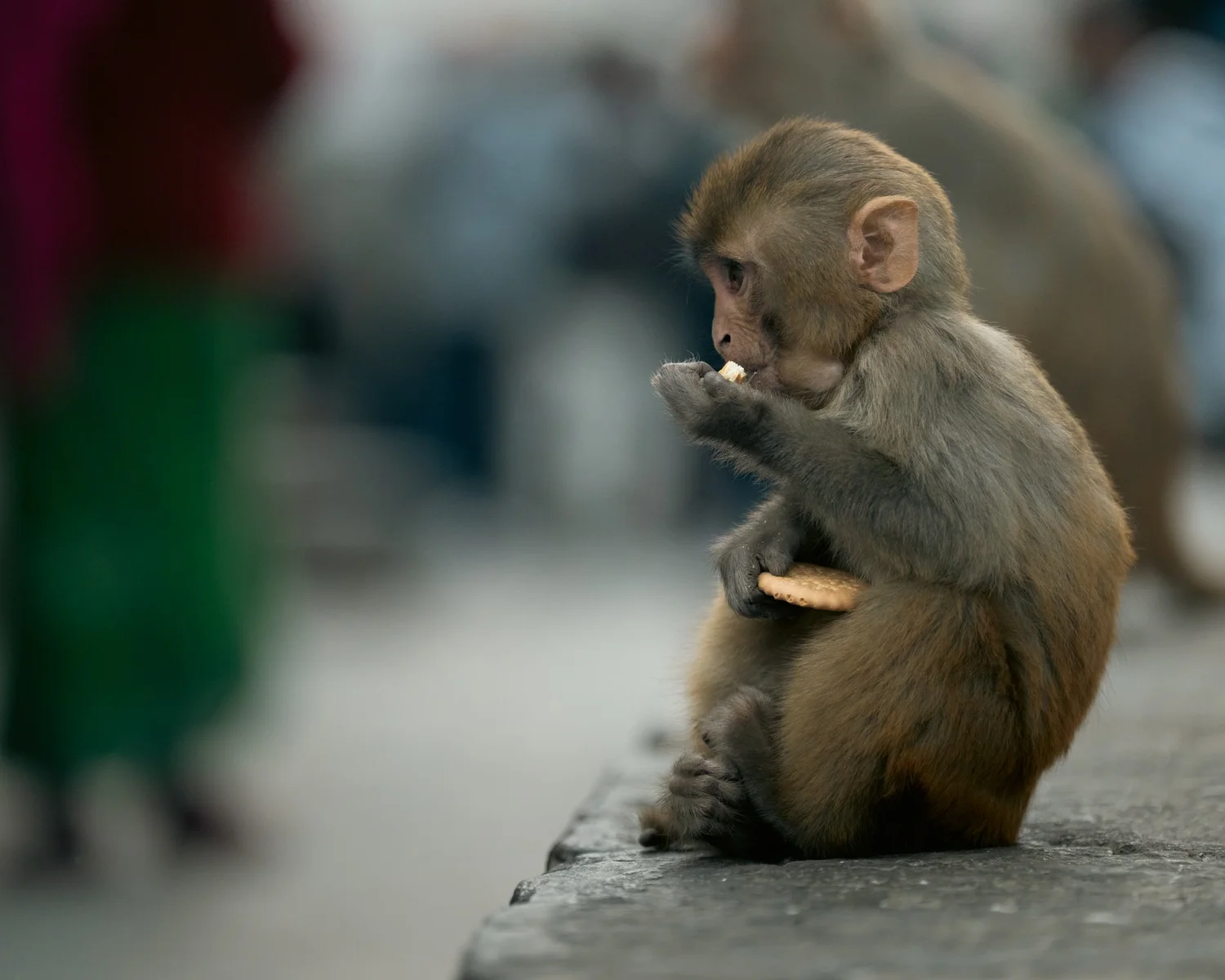 Monkey Temple — Part I — photograph 6