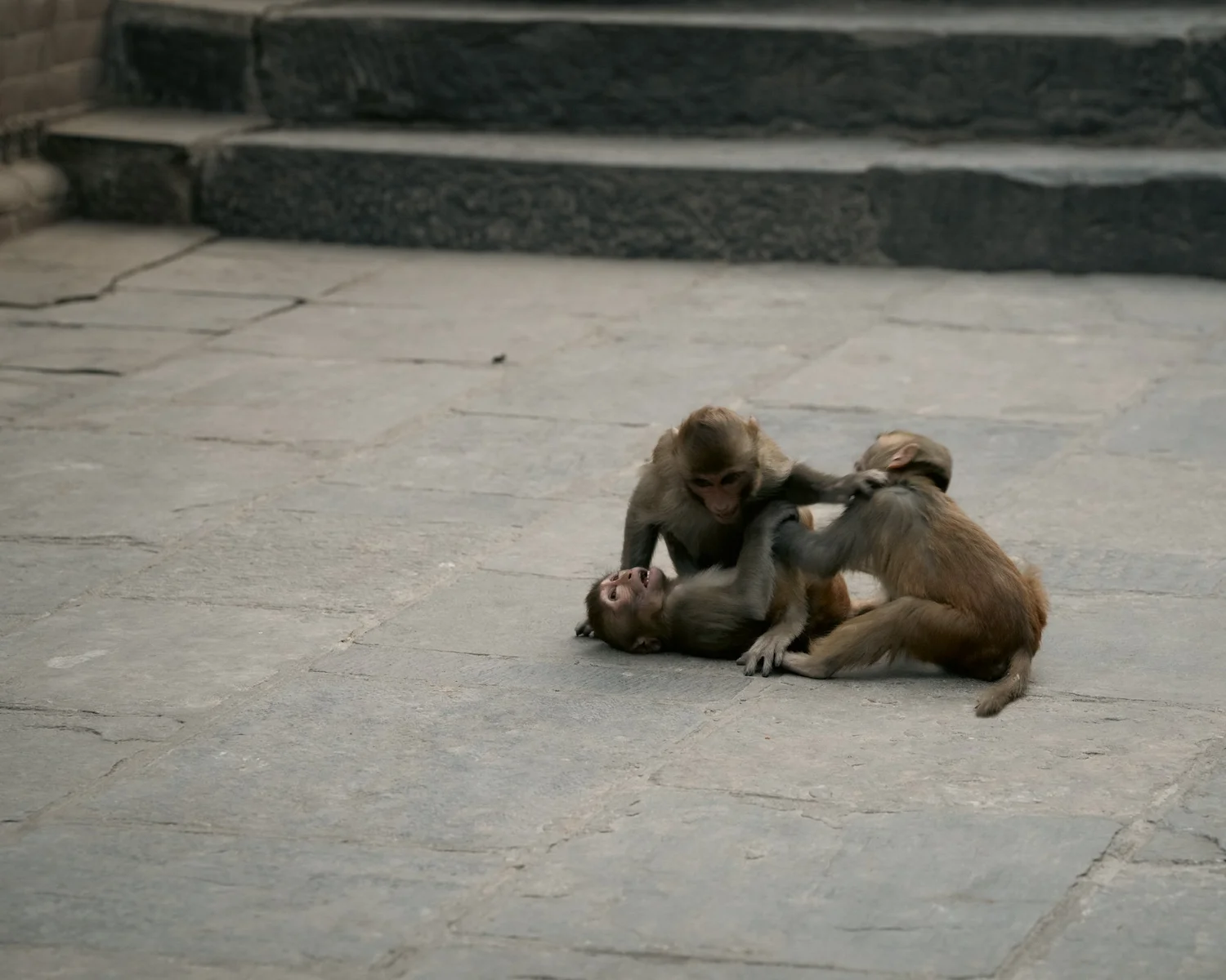 Monkey Temple — Part III — photograph 27