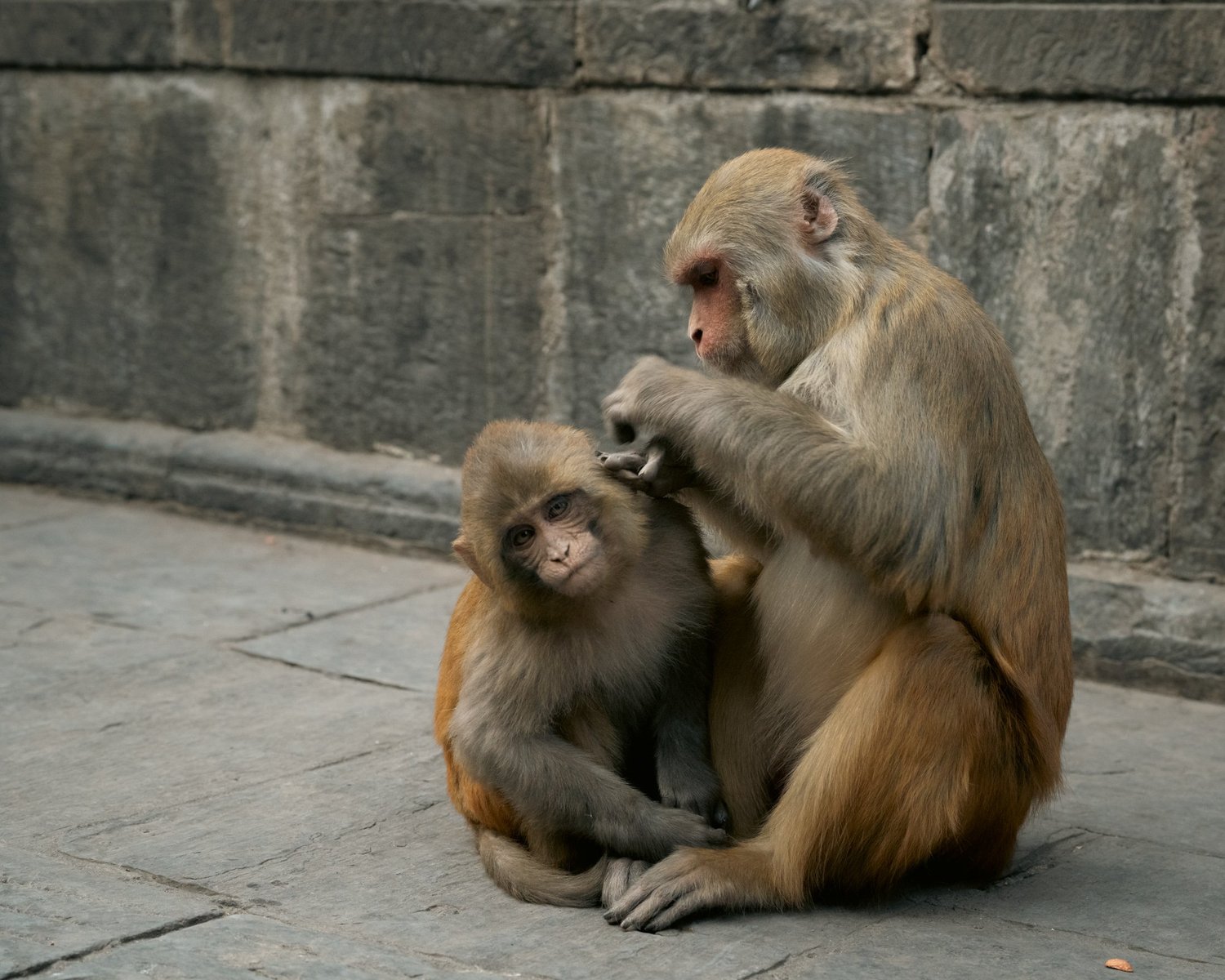 Monkey Temple — Part II — photograph 12