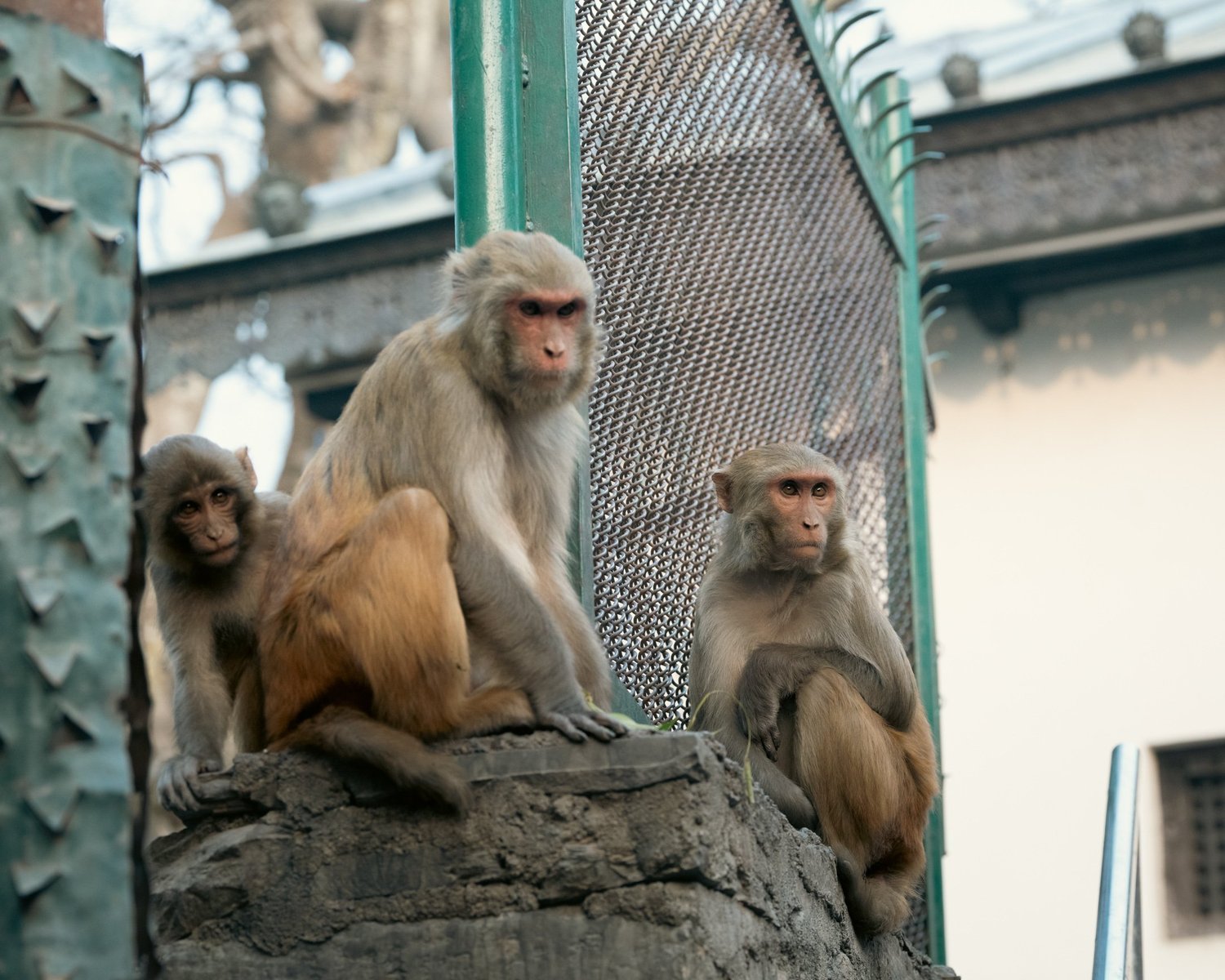 Monkey Temple — Part III — photograph 18