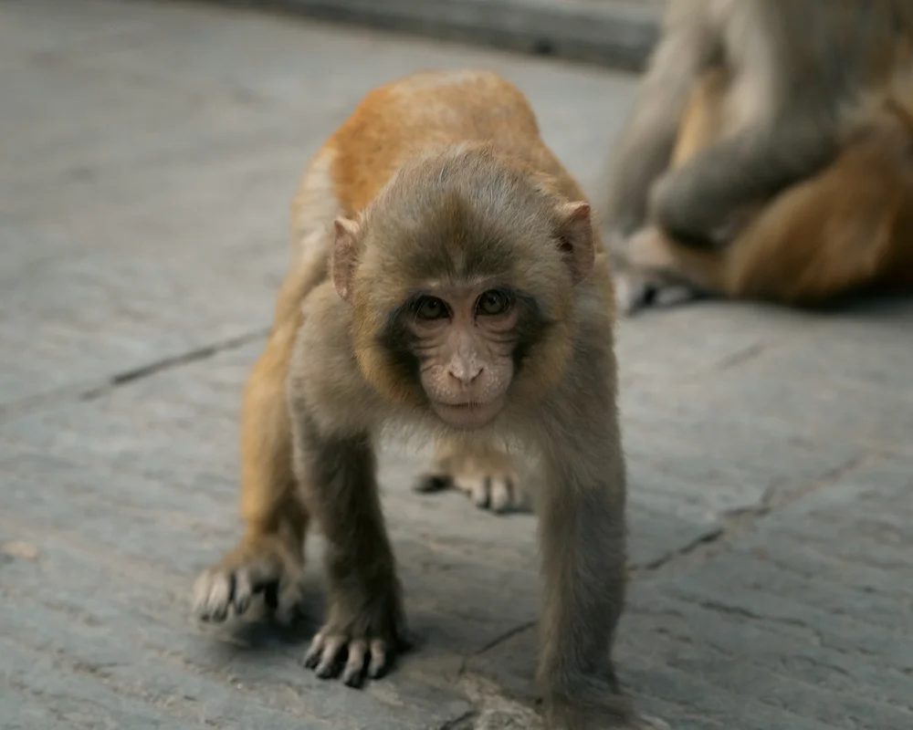Swayambhu | Monkey Temple PT. 2