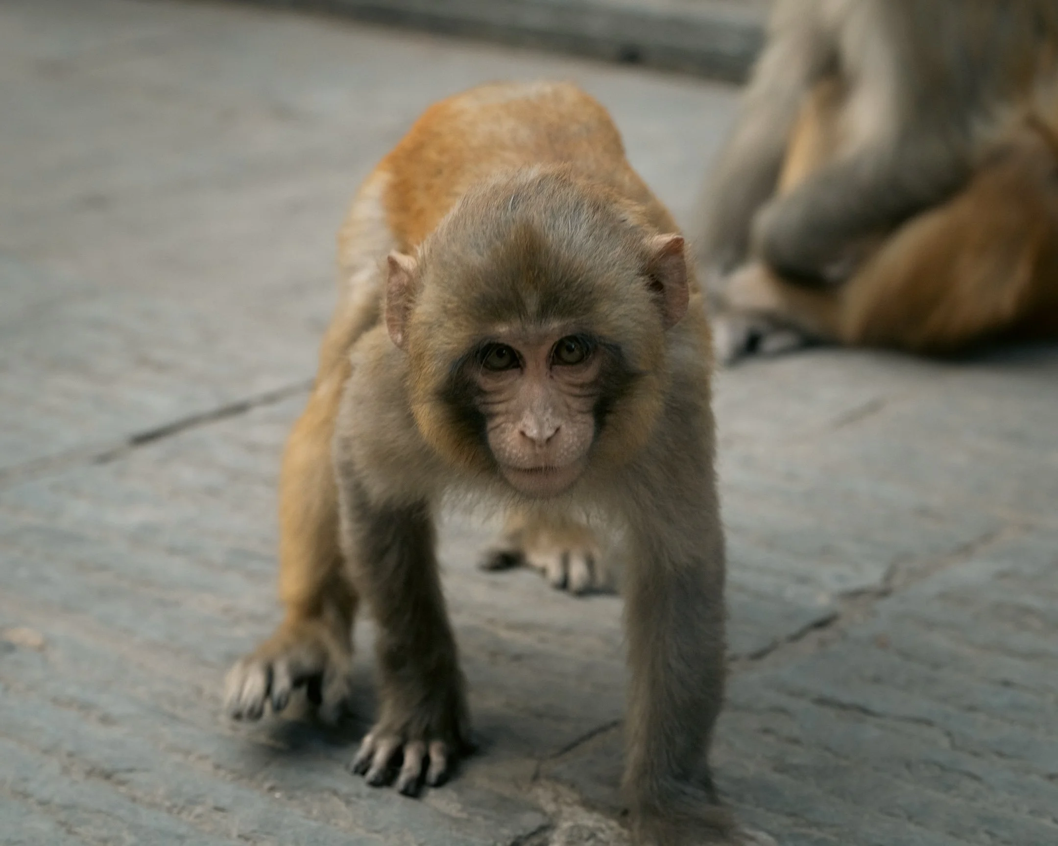 Swayambhu | Monkey Temple PT. 2