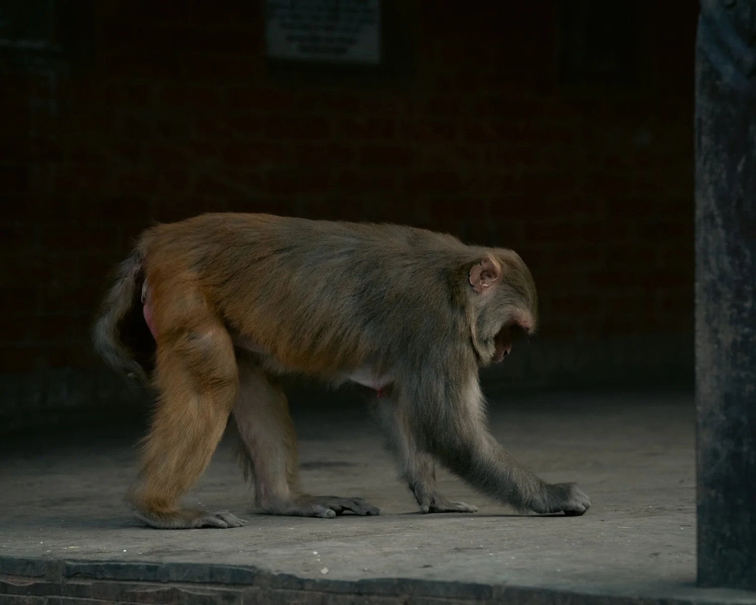 Monkey Temple — Part II — photograph 1