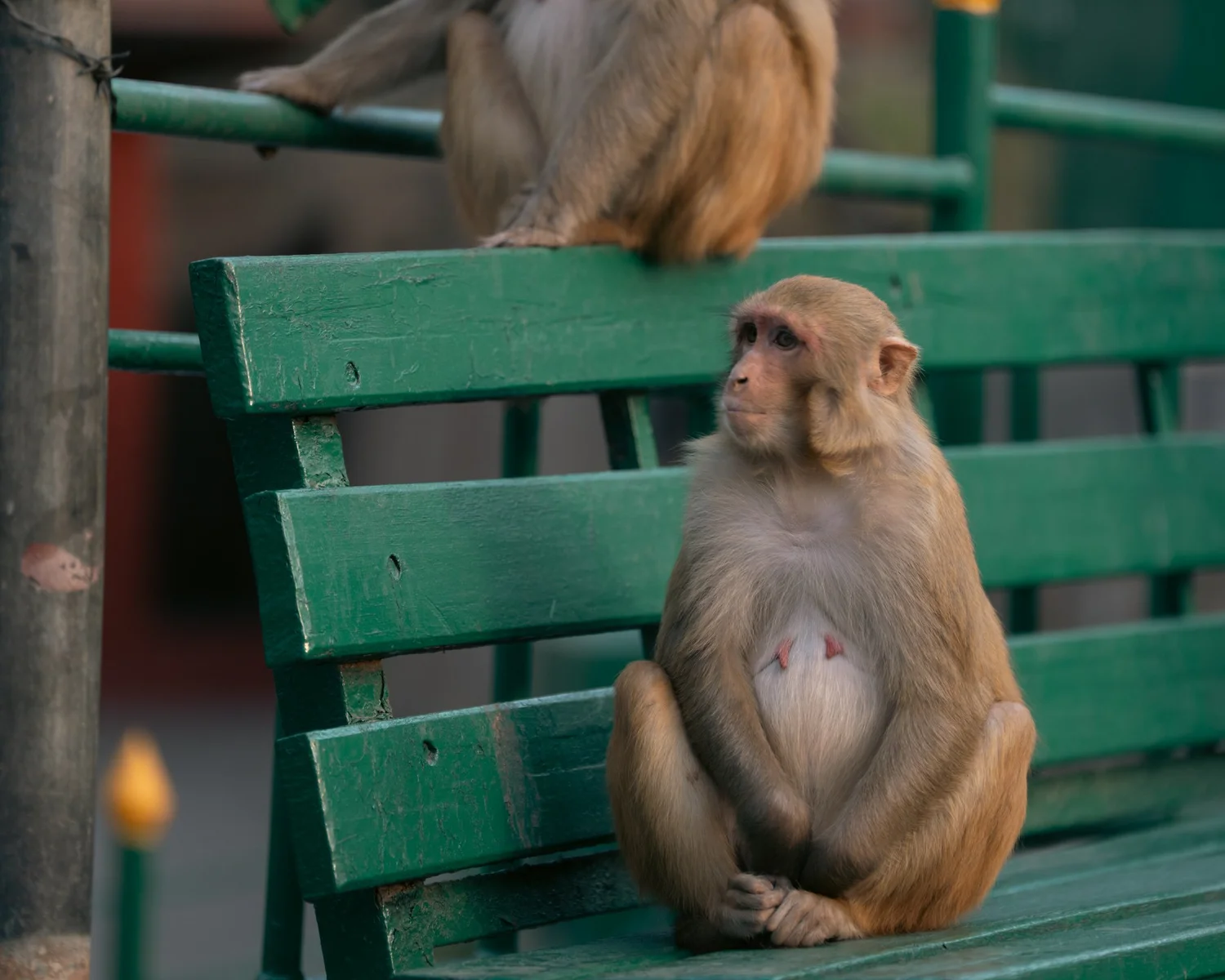Monkey Temple — Part III — photograph 14