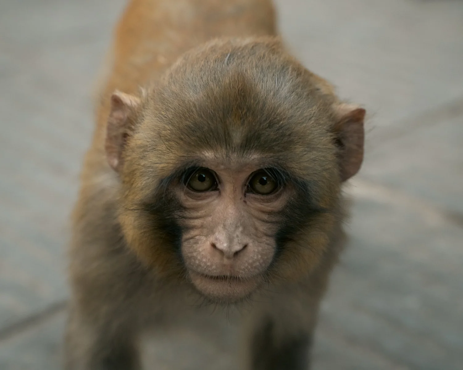 Monkey Temple — Part II — photograph 23