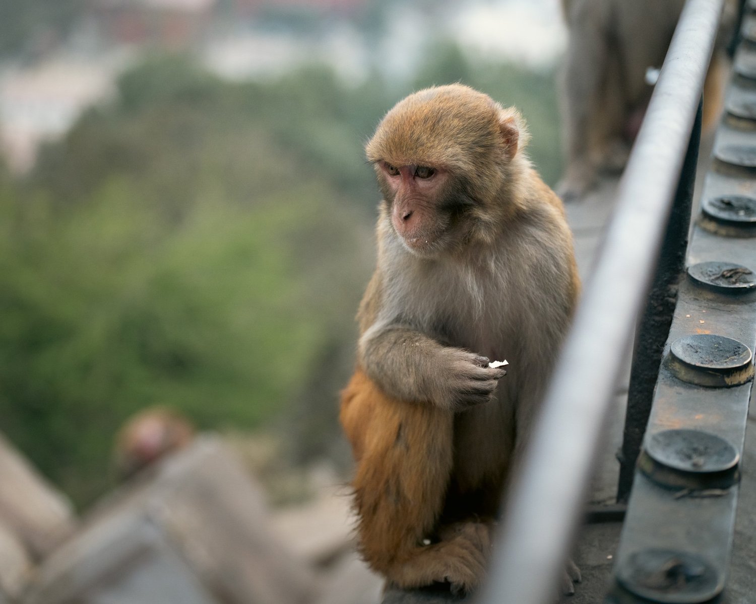 Monkey Temple — Part I — photograph 18