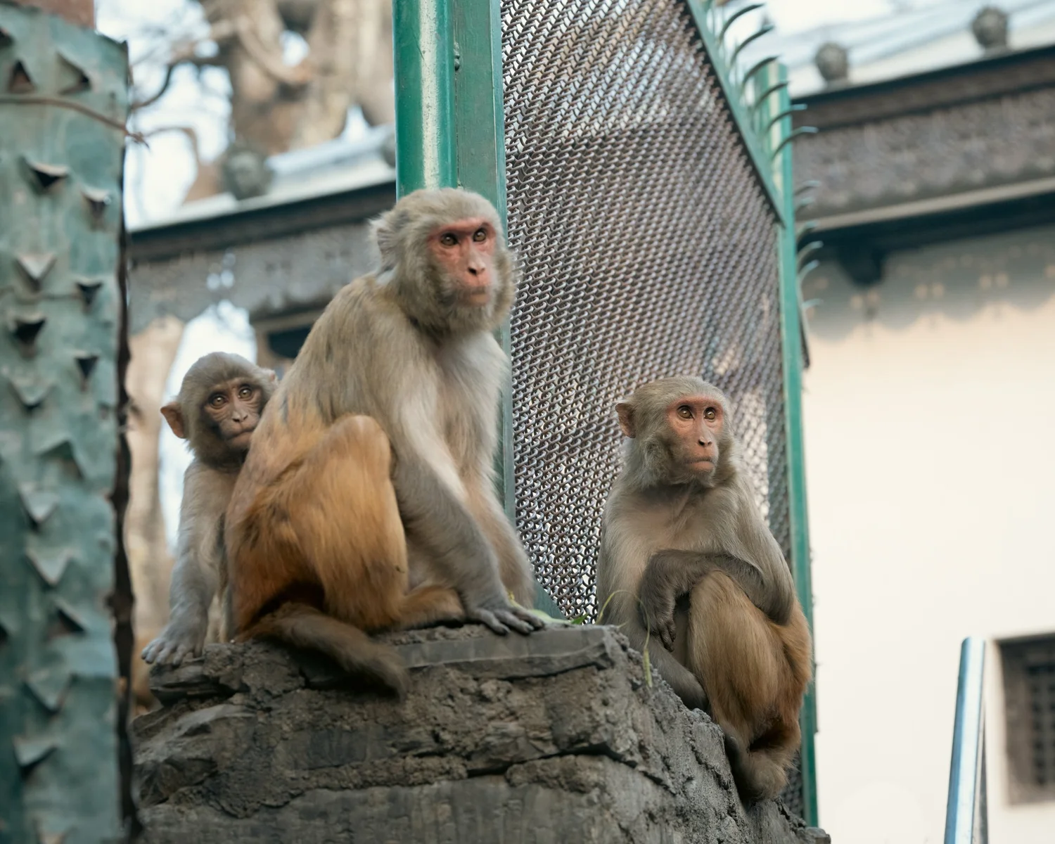 Monkey Temple — Part III — photograph 19