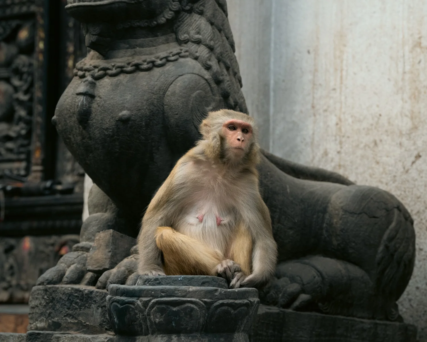 Monkey Temple — Part II — photograph 37