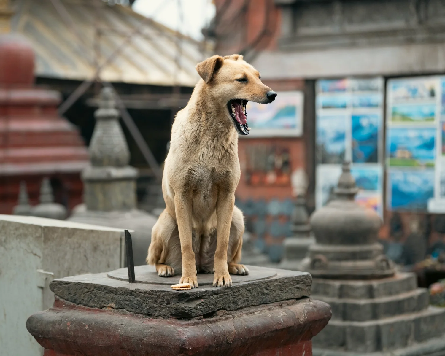Swayambhu — Wandering dogs — photograph 6