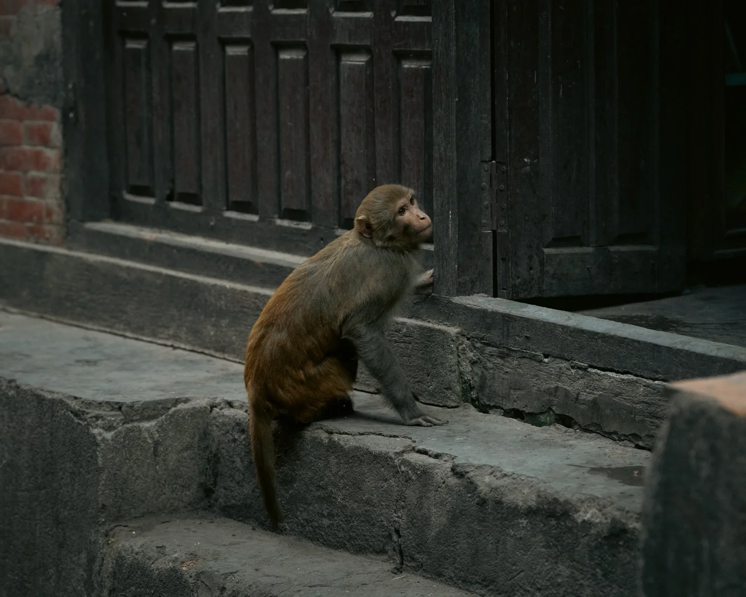 Monkey Temple — Part I — photograph 4
