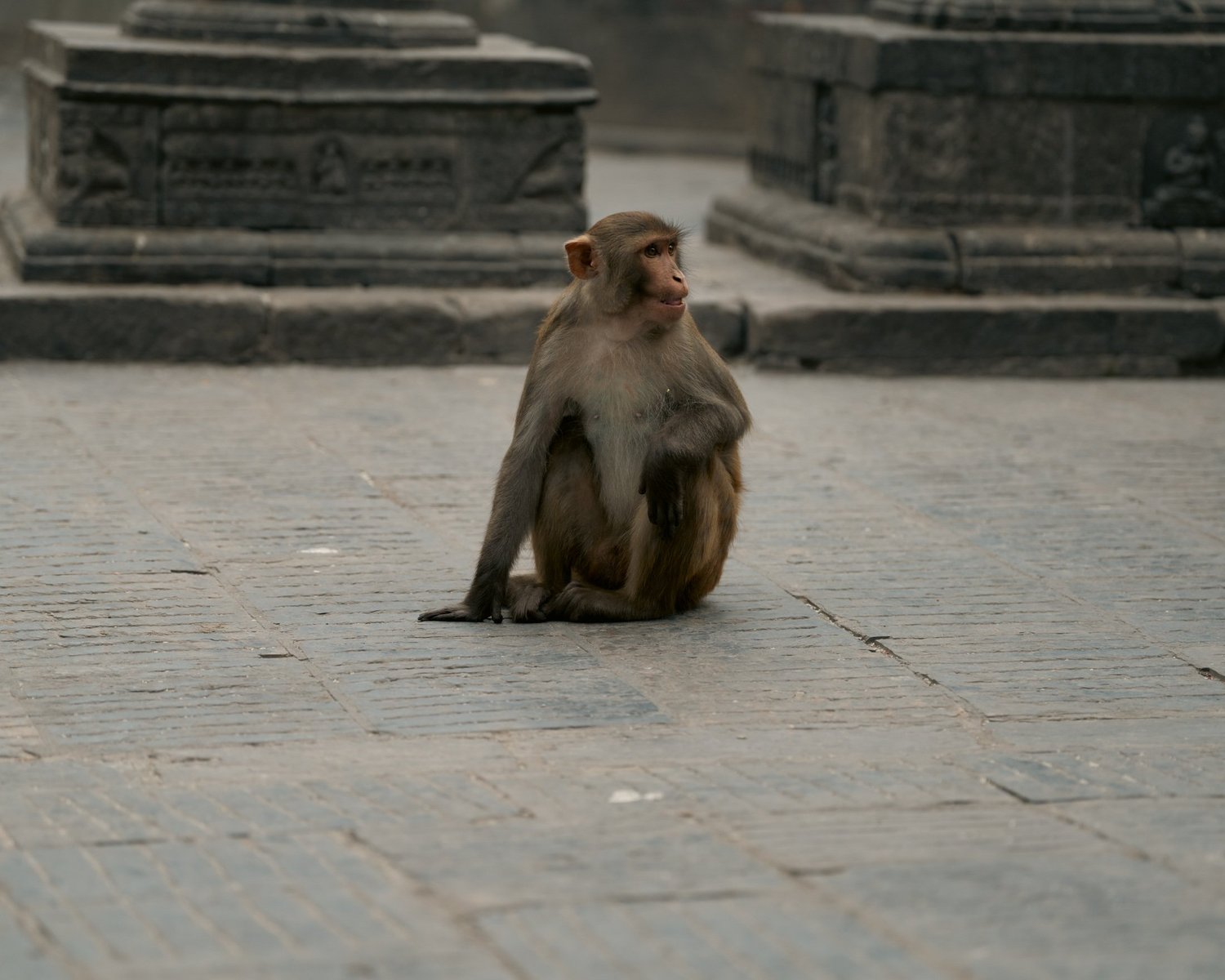 Monkey Temple — Part I — photograph 13