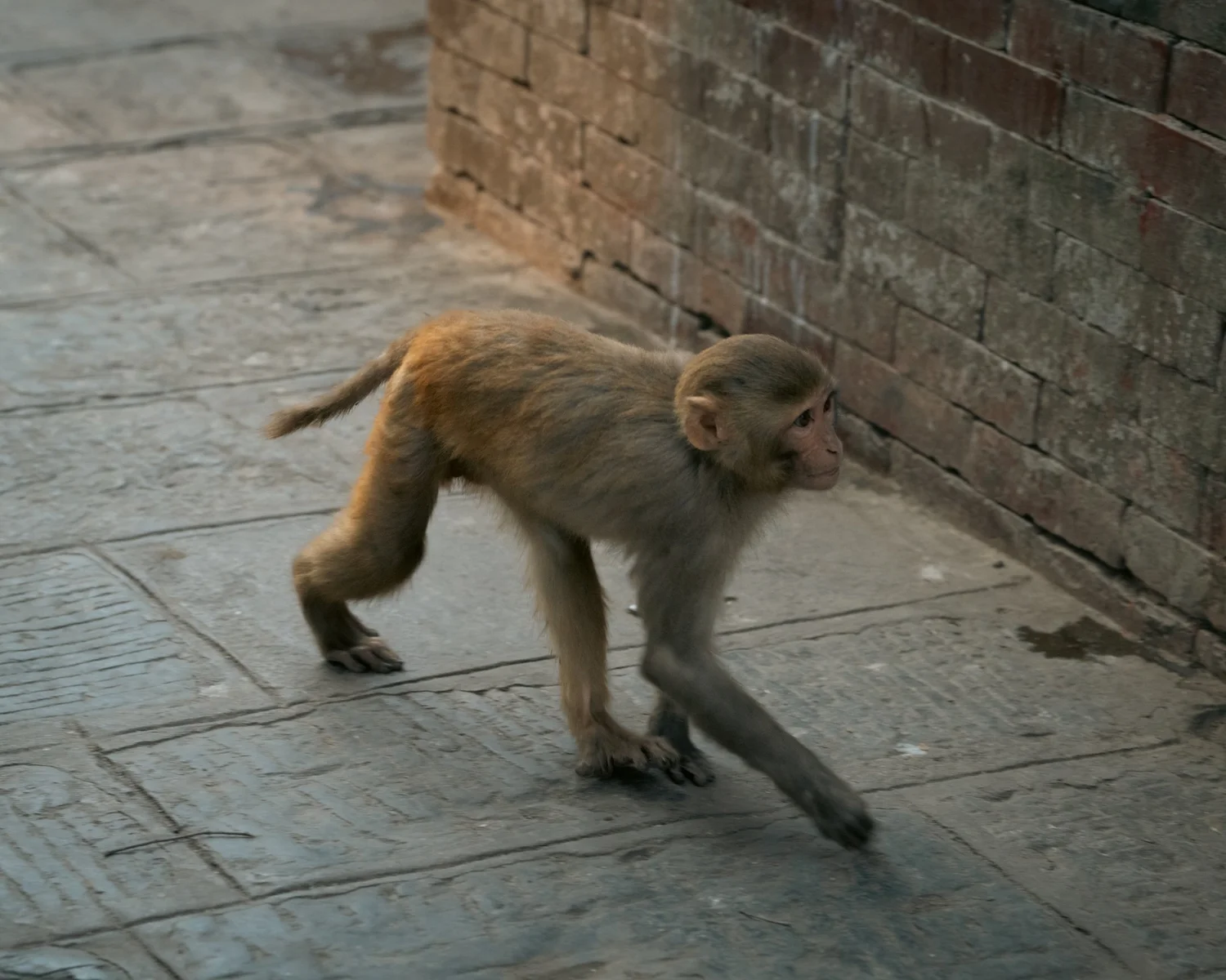 Monkey Temple — Part III — photograph 25