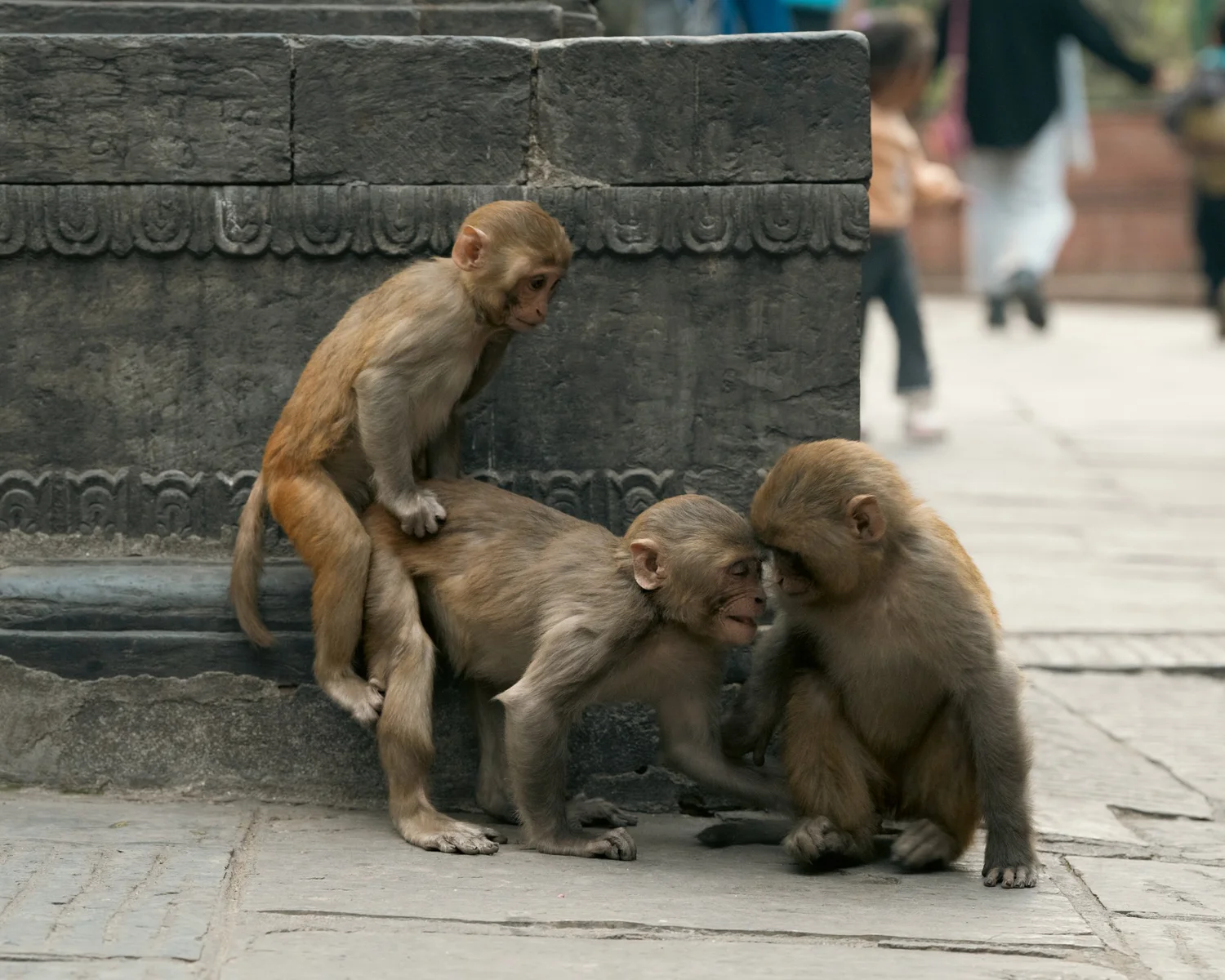Monkey Temple — Part II — photograph 7