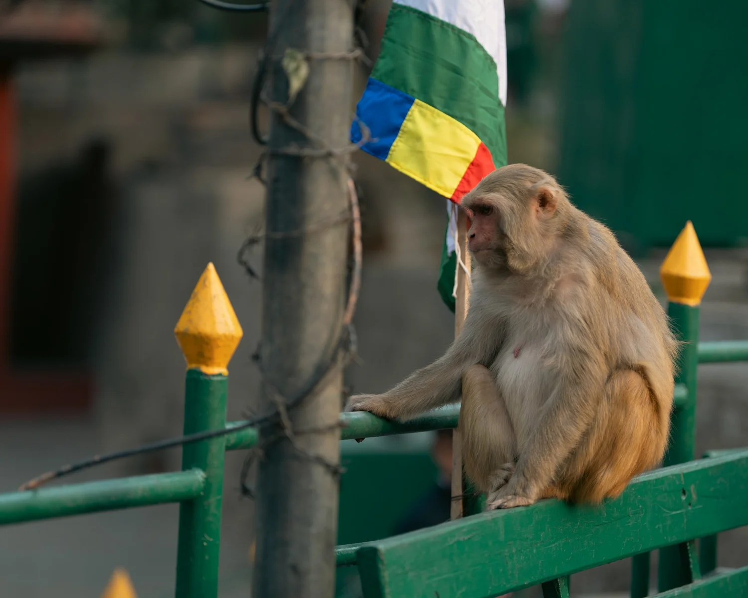 Monkey Temple — Part III — photograph 12