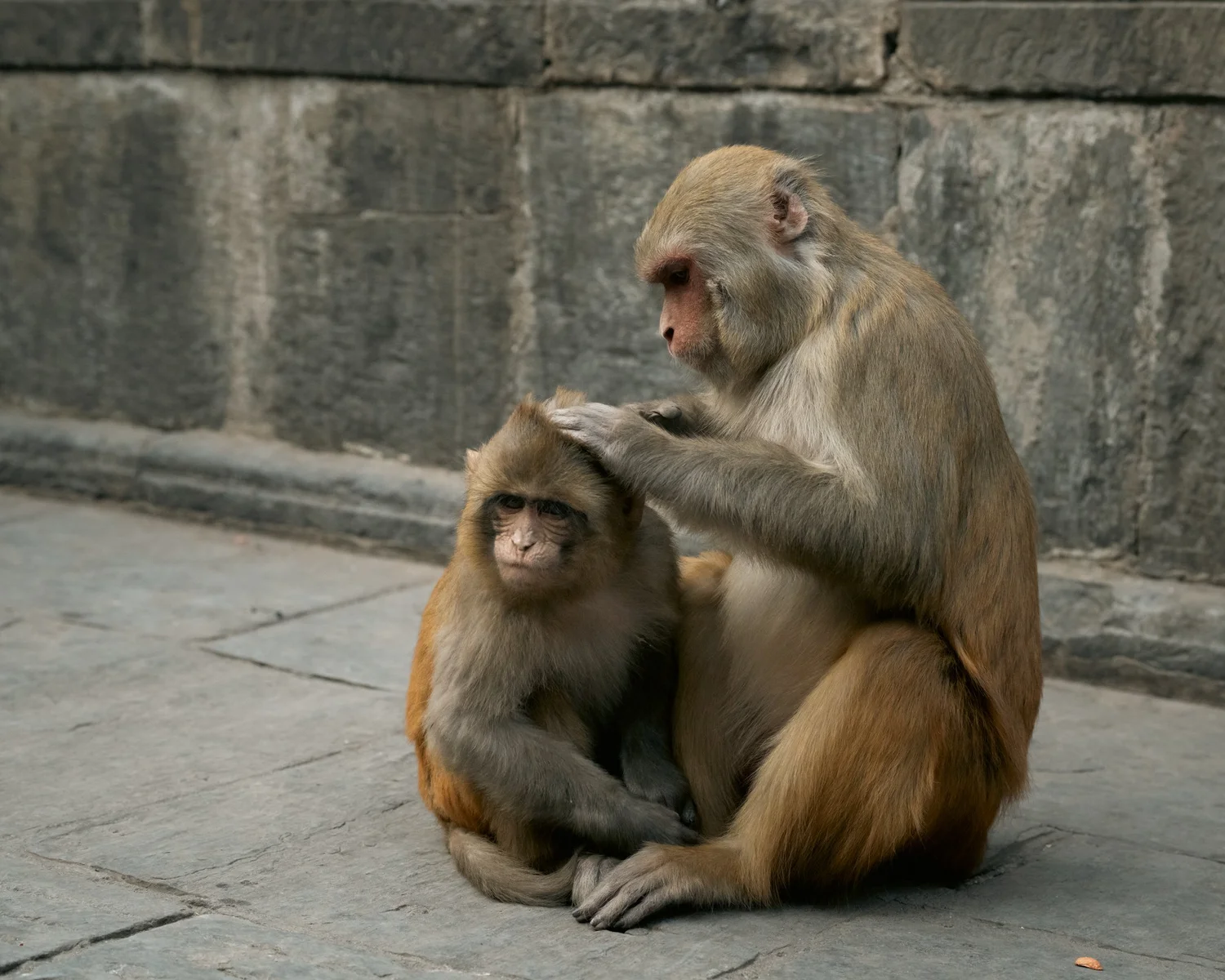 Monkey Temple — Part II — photograph 11