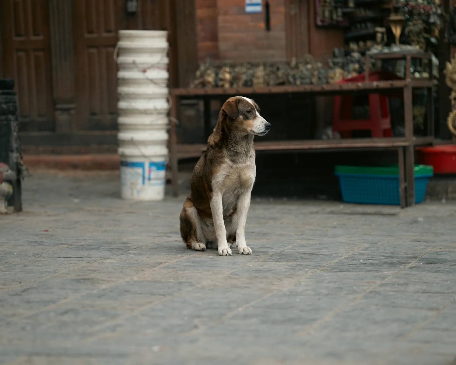 Swayambhu — Wandering dogs — photograph 29