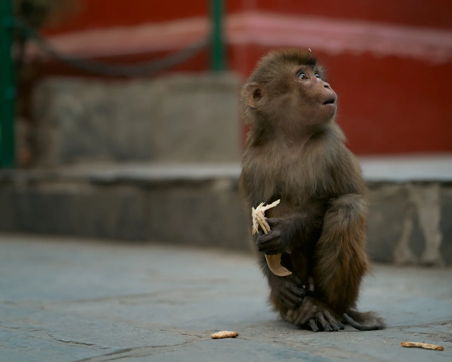 Monkey Temple — Part I — photograph 43
