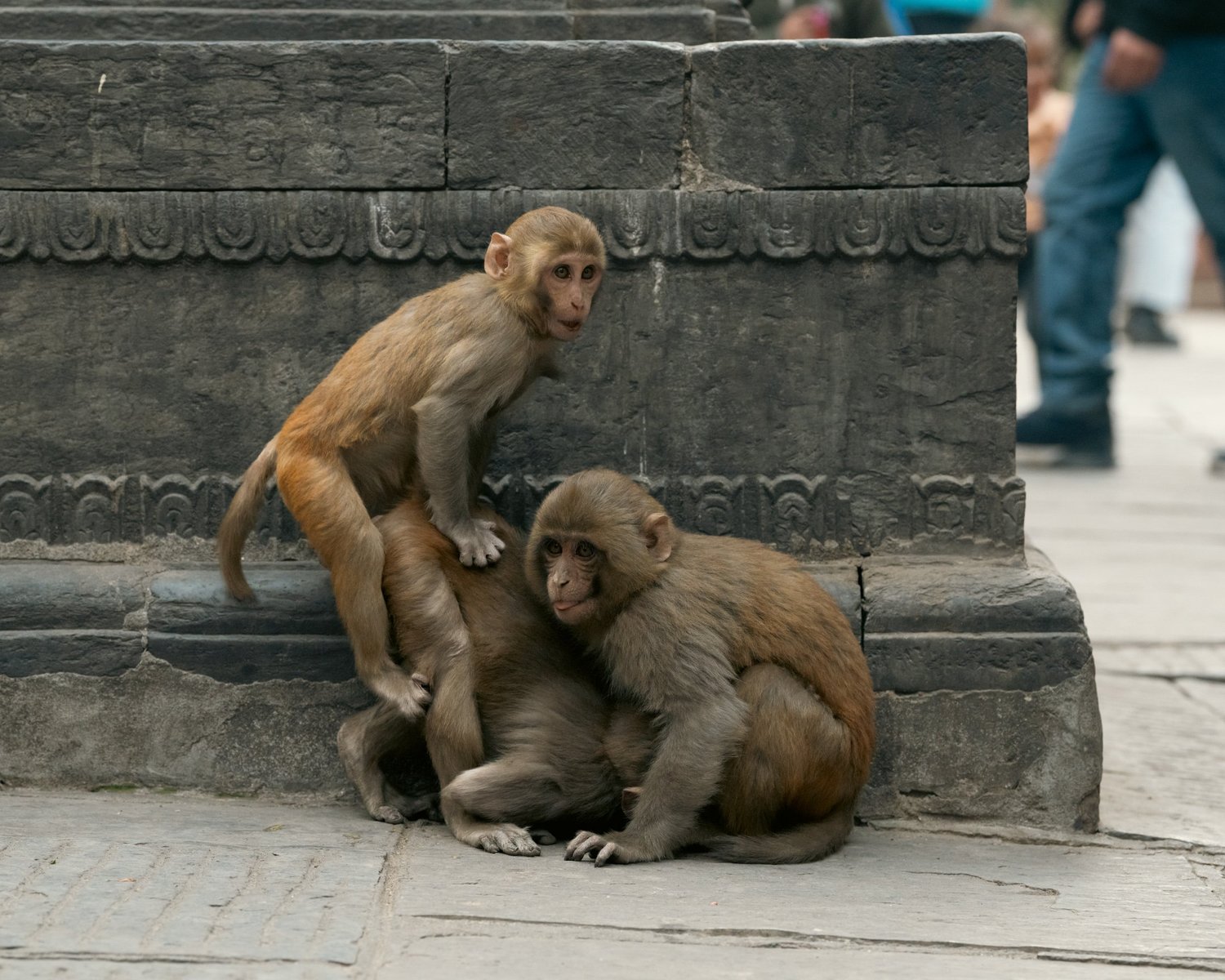 Monkey Temple — Part II — photograph 6