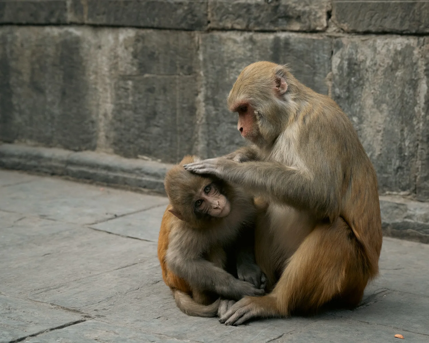 Monkey Temple — Part II — photograph 13