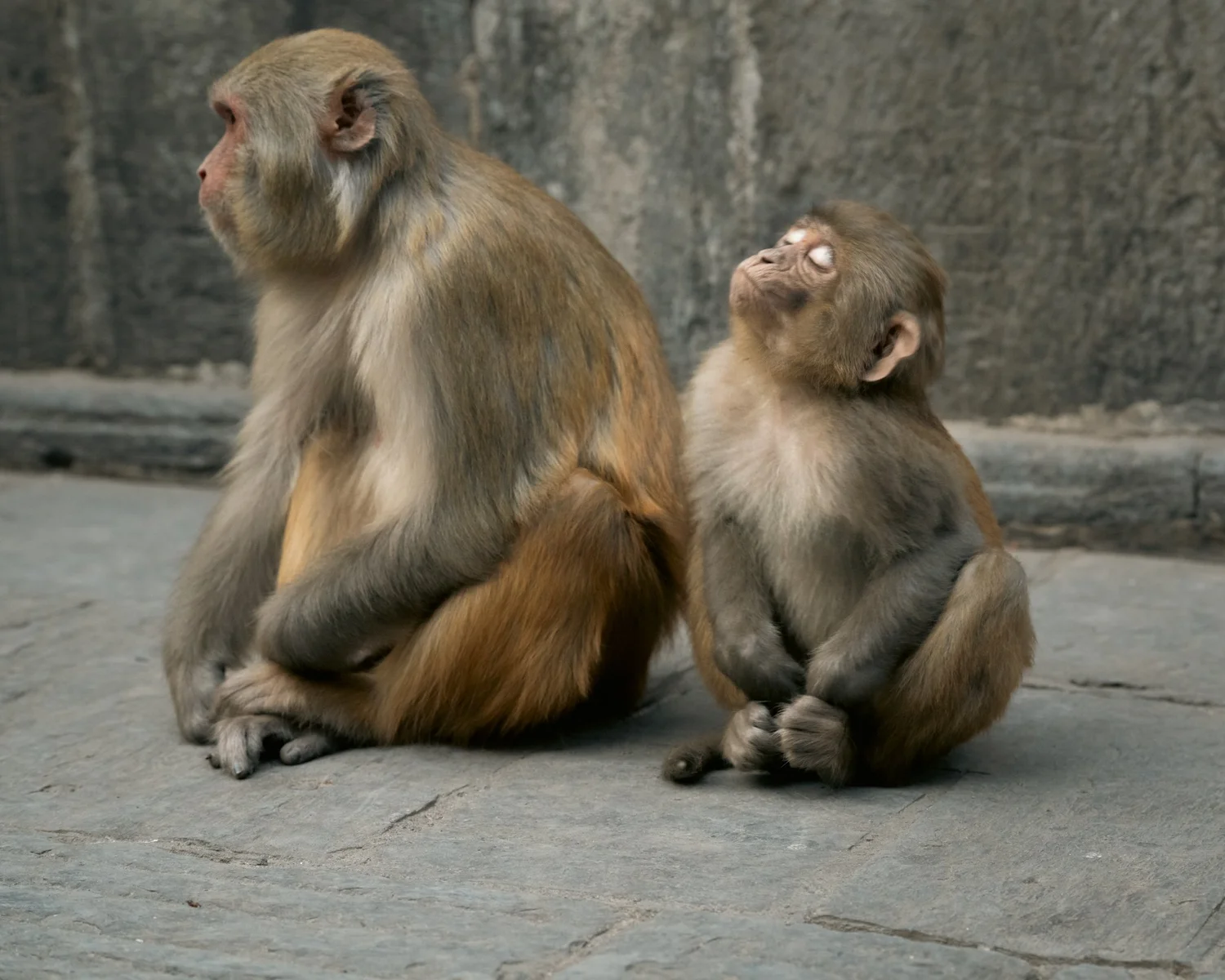 Monkey Temple — Part II — photograph 27
