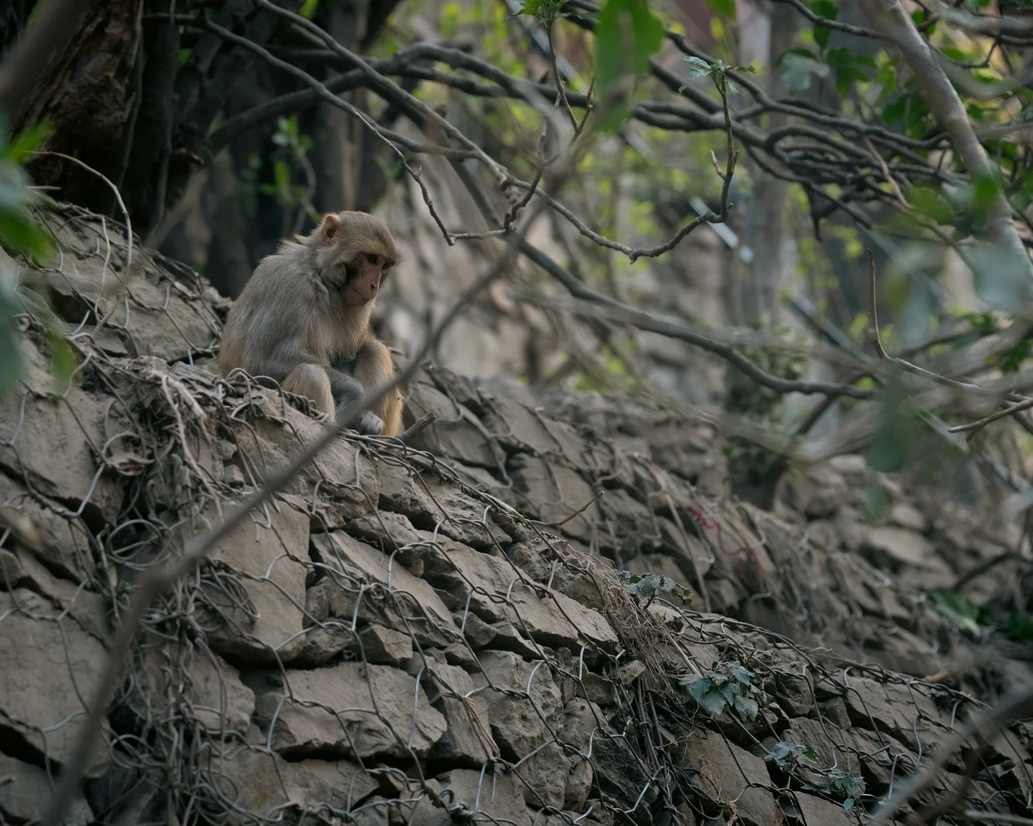 Monkey Temple — Part III — photograph 11