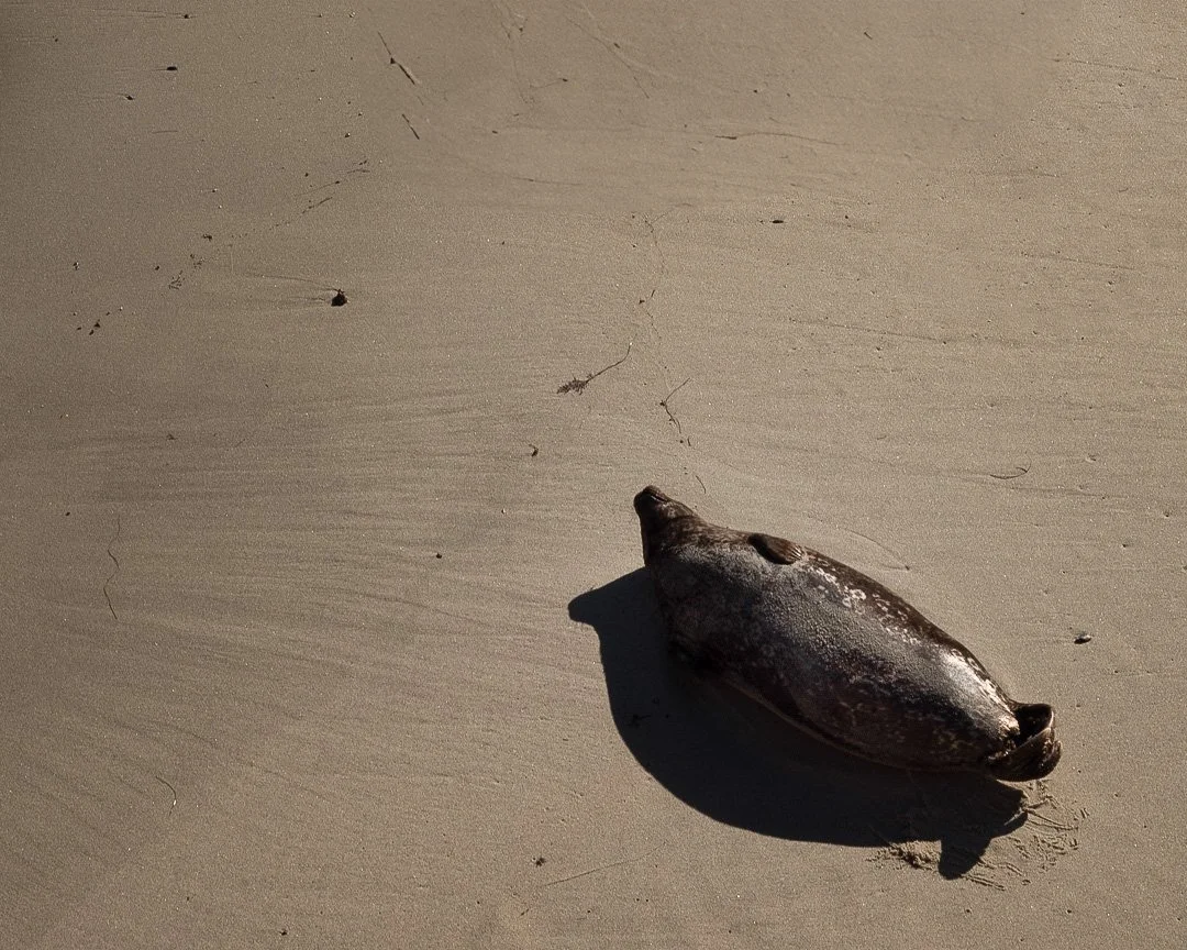 Animals — photograph 1