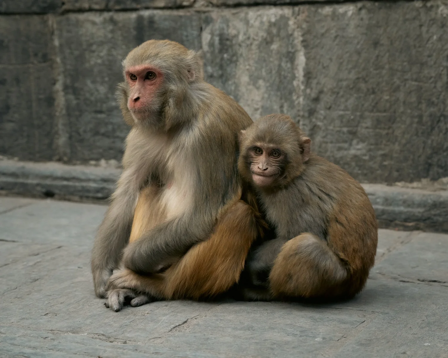 Monkey Temple — Part II — photograph 30