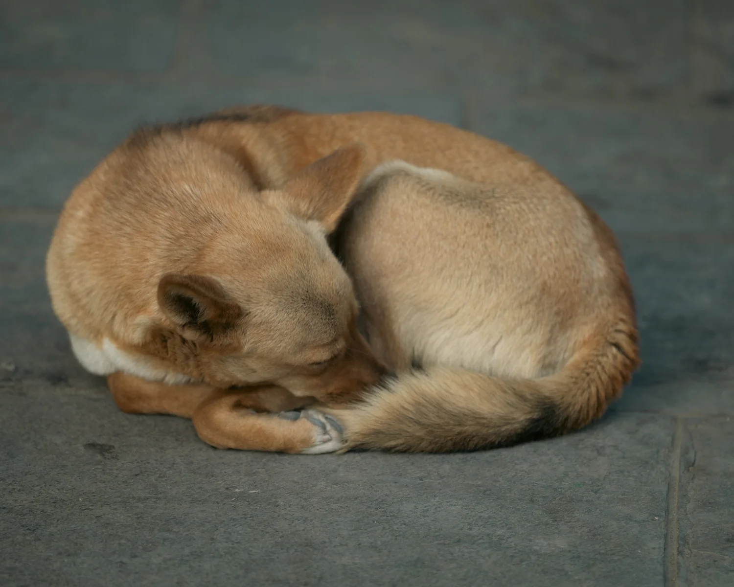 Swayambhu — Wandering dogs — photograph 10