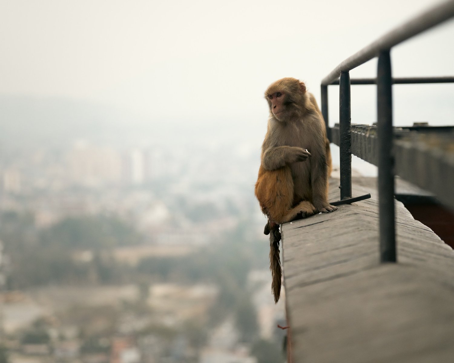 Monkey Temple — Part I — photograph 17