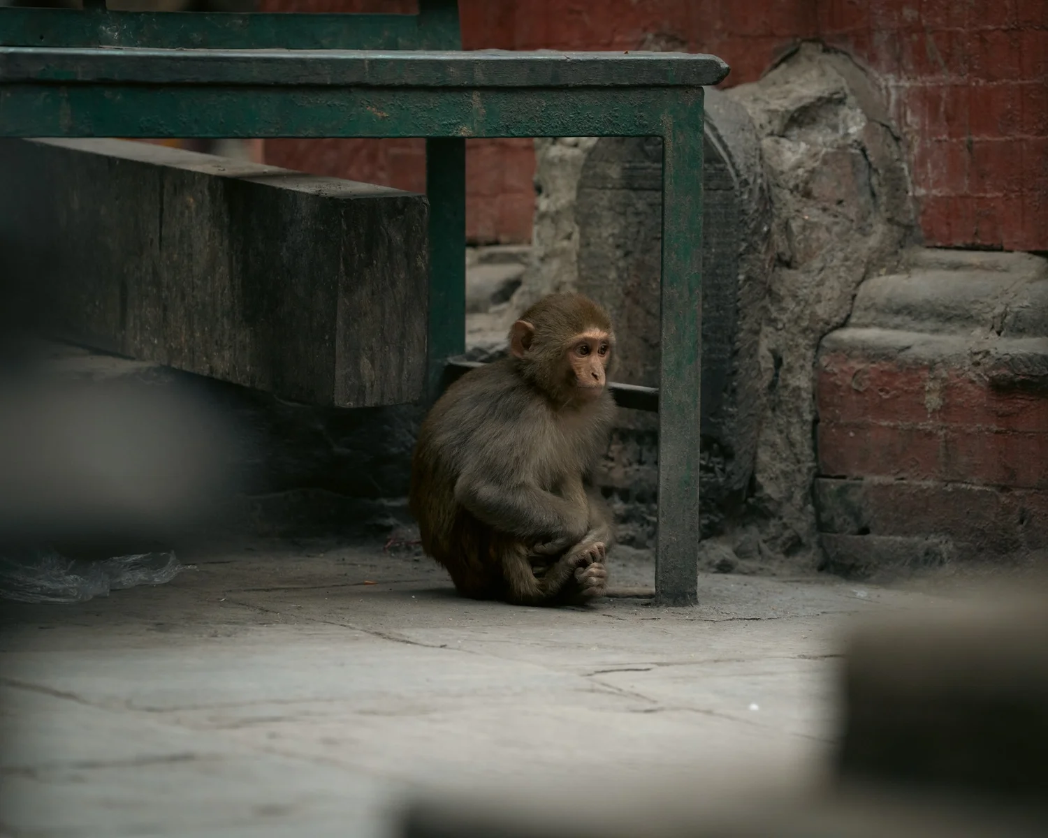 Monkey Temple — Part I — photograph 1