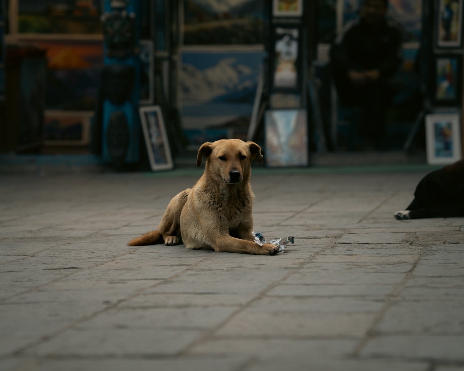Swayambhu — Wandering dogs — photograph 19