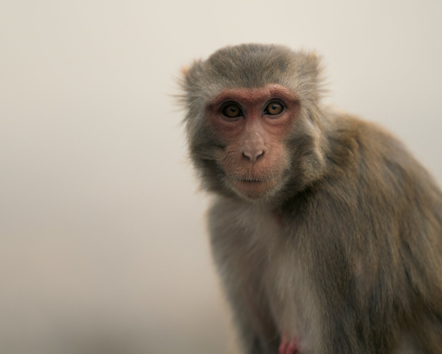 Monkey Temple — Part I — photograph 22
